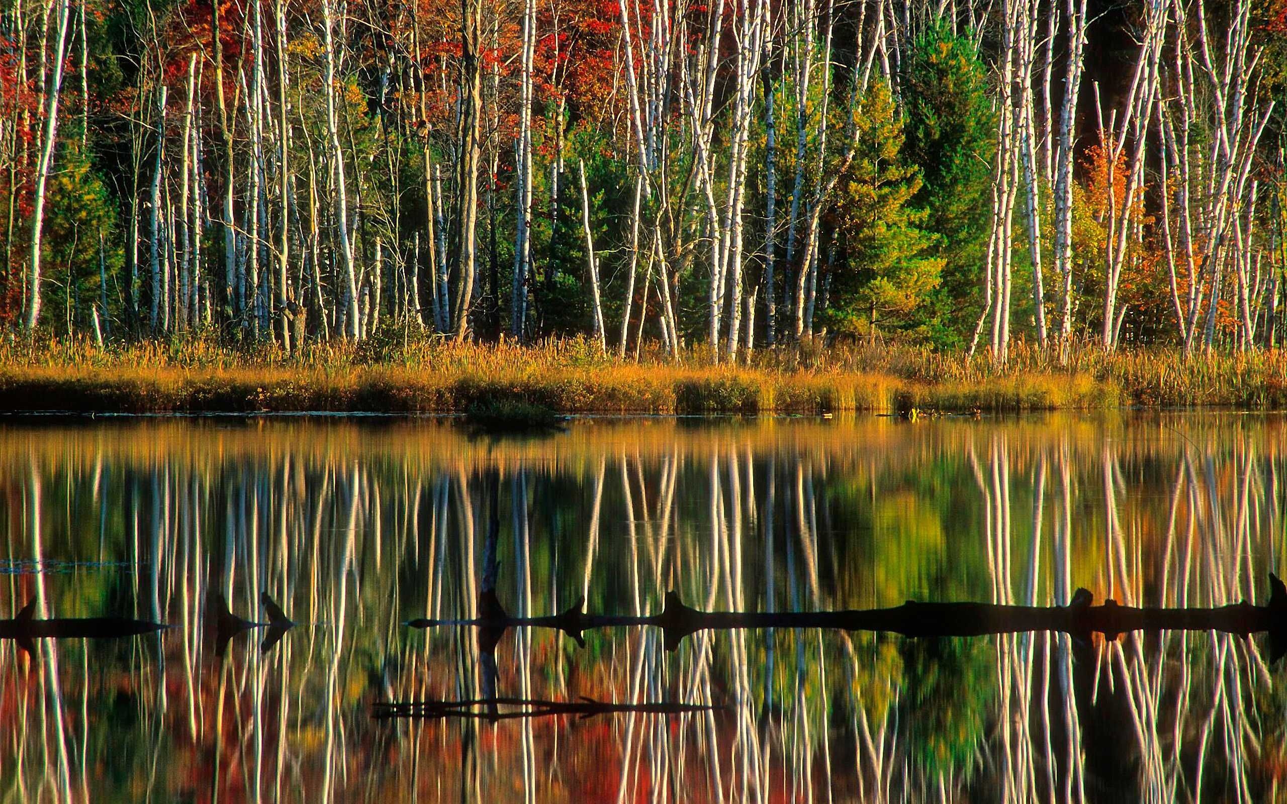 Nature wallpapers, Birch reflections, Hiawatha National Forest, Council Lake, 2560x1600 HD Desktop