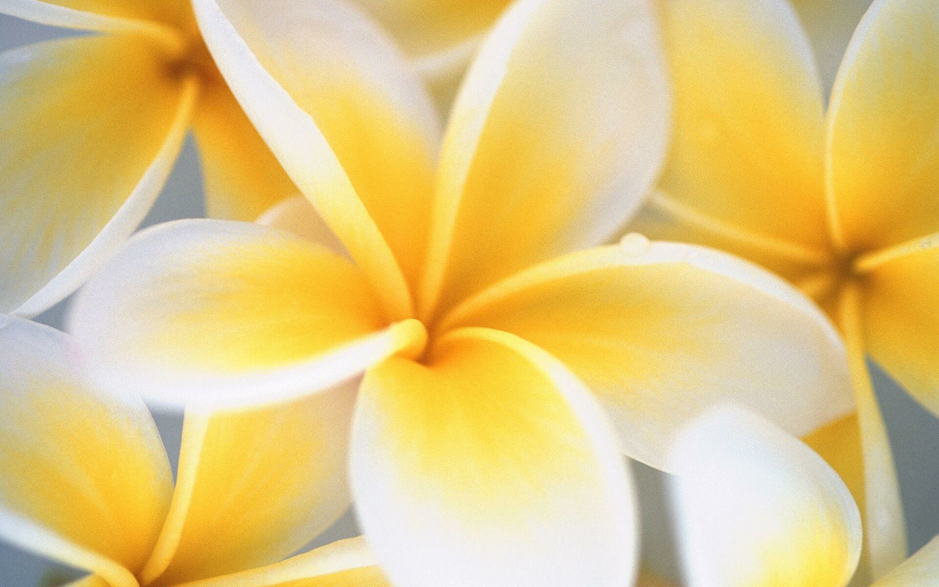 Frangipani beauty, Colorful backgrounds, Tropical vibes, Exotic flowers, 1920x1200 HD Desktop