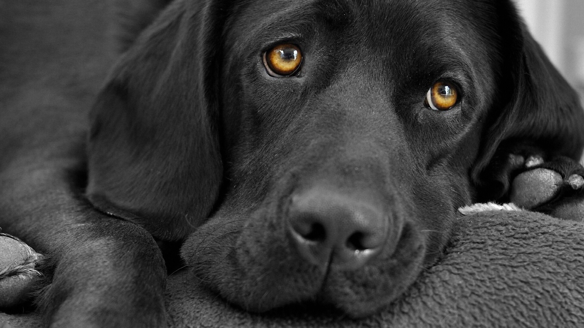 Labrador dog wallpaper, Breathtaking image, Loyal and friendly, Canine companion, 1920x1080 Full HD Desktop