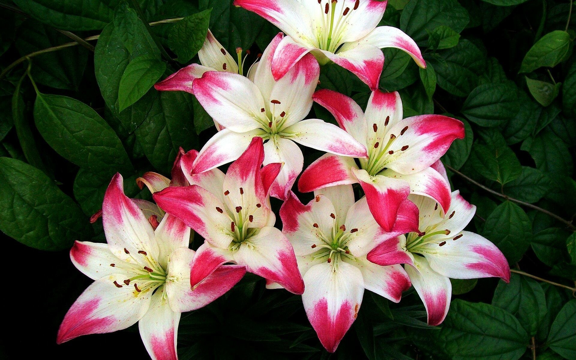 Lily wallpaper, Lovely design, Stunning pattern, Beautiful background, 1920x1200 HD Desktop