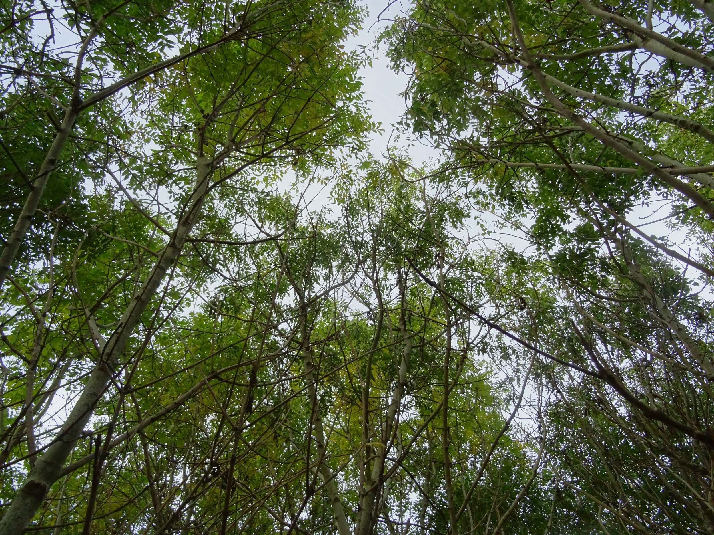 Ash Tree, Ash dieback, Grants program, Nicholsons of Oxfordshire, 2500x1880 HD Desktop