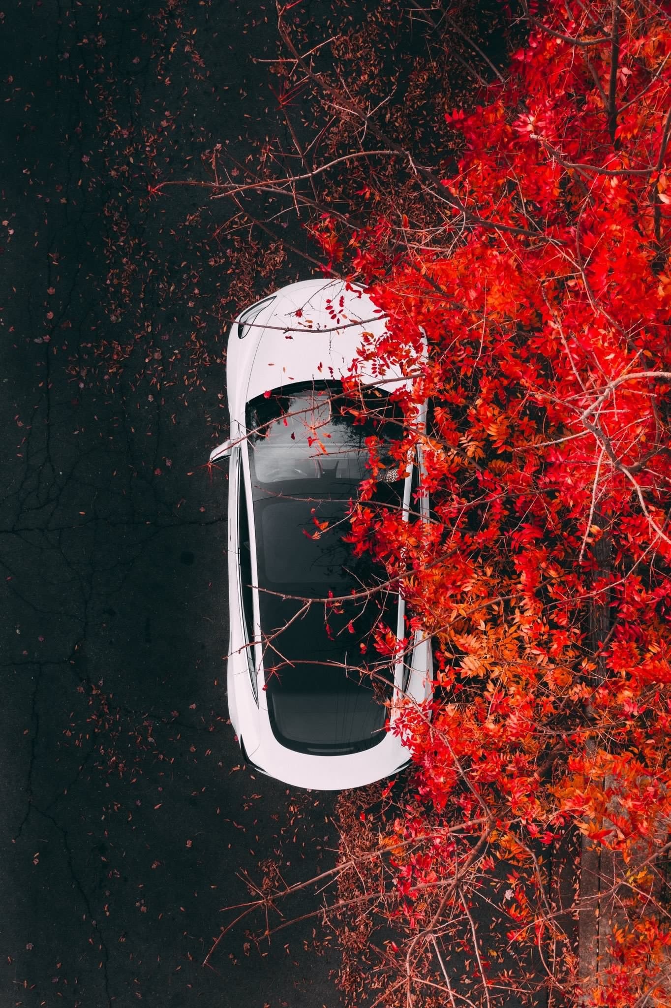 Autumn, Tesla Model 3 Wallpaper, 1370x2050 HD Phone