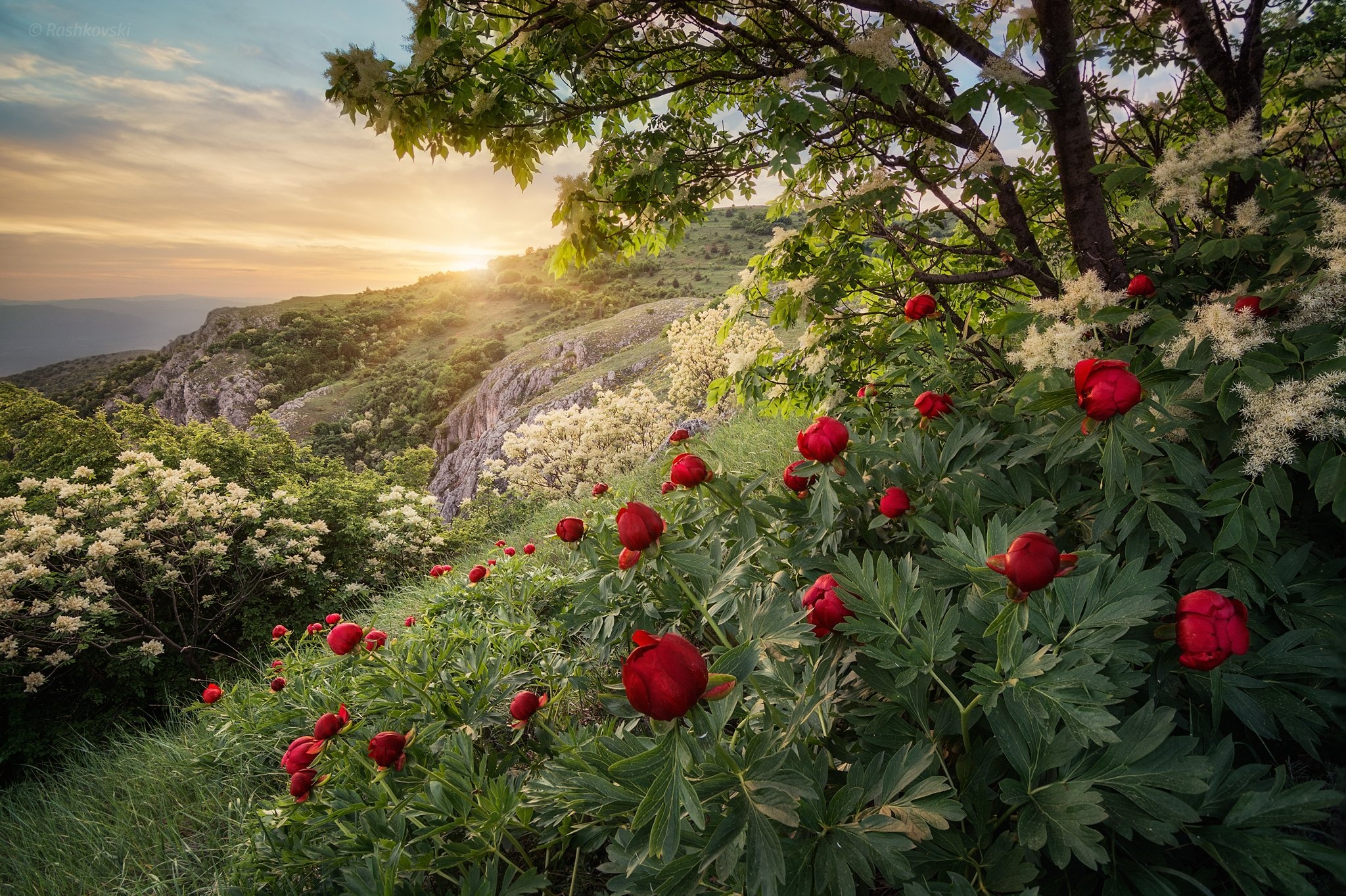 Forest spring mountain, Bulgaria, Sunset, Peony, 2050x1370 HD Desktop