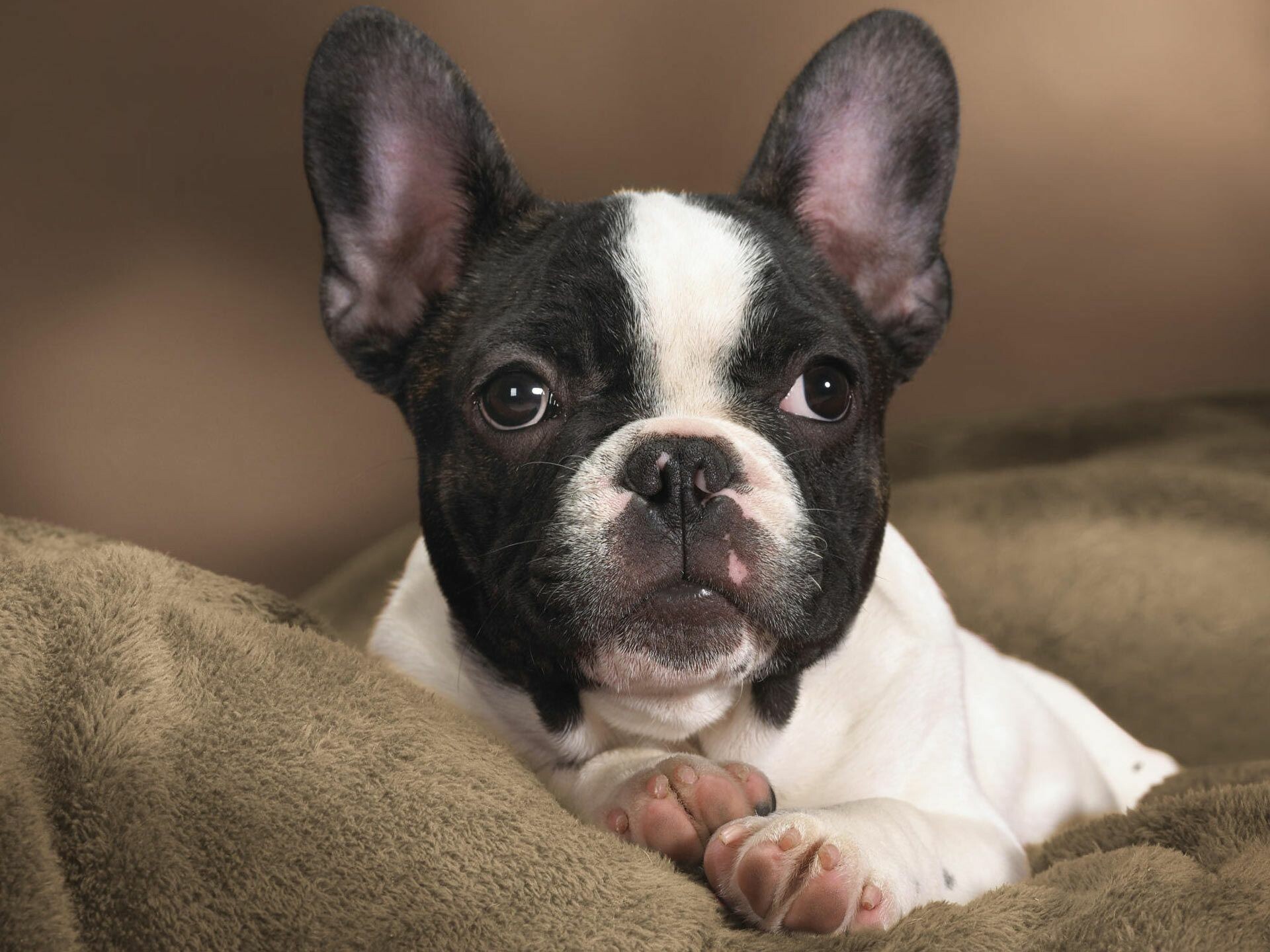 Bulldog, Boston terrier dog, Expert, 1920x1440 HD Desktop