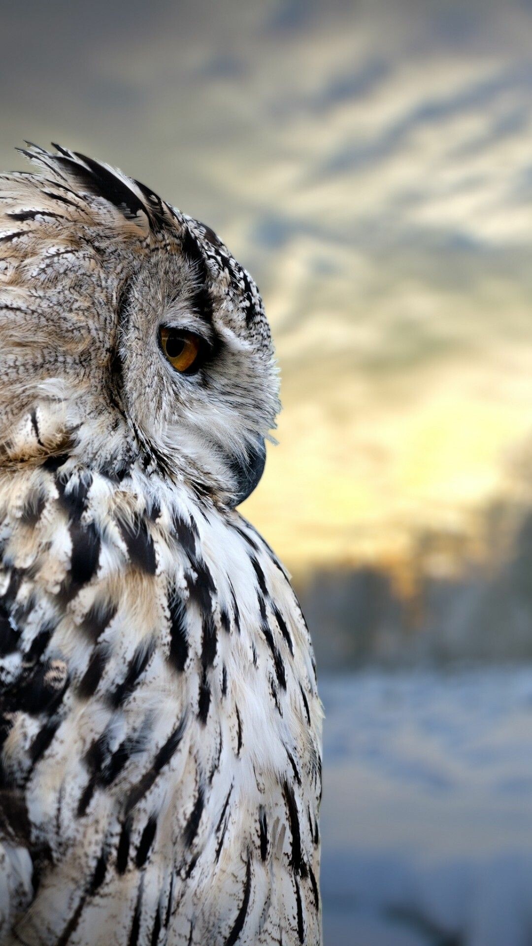 4k owl wallpapers, High resolution beauty, Wallpaper on 4k screen, Captivating images, 1080x1920 Full HD Phone