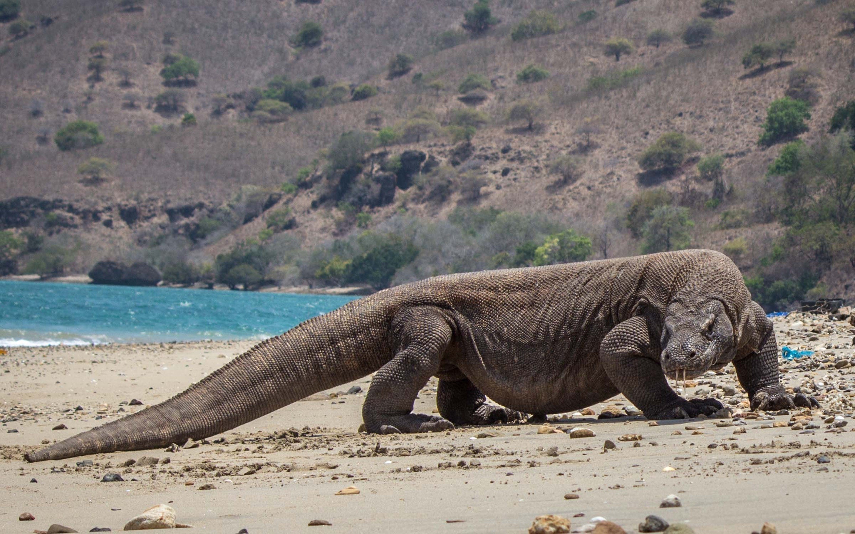 Komodo Island, Animals, Reptiles, Wallpaper, 2880x1800 HD Desktop