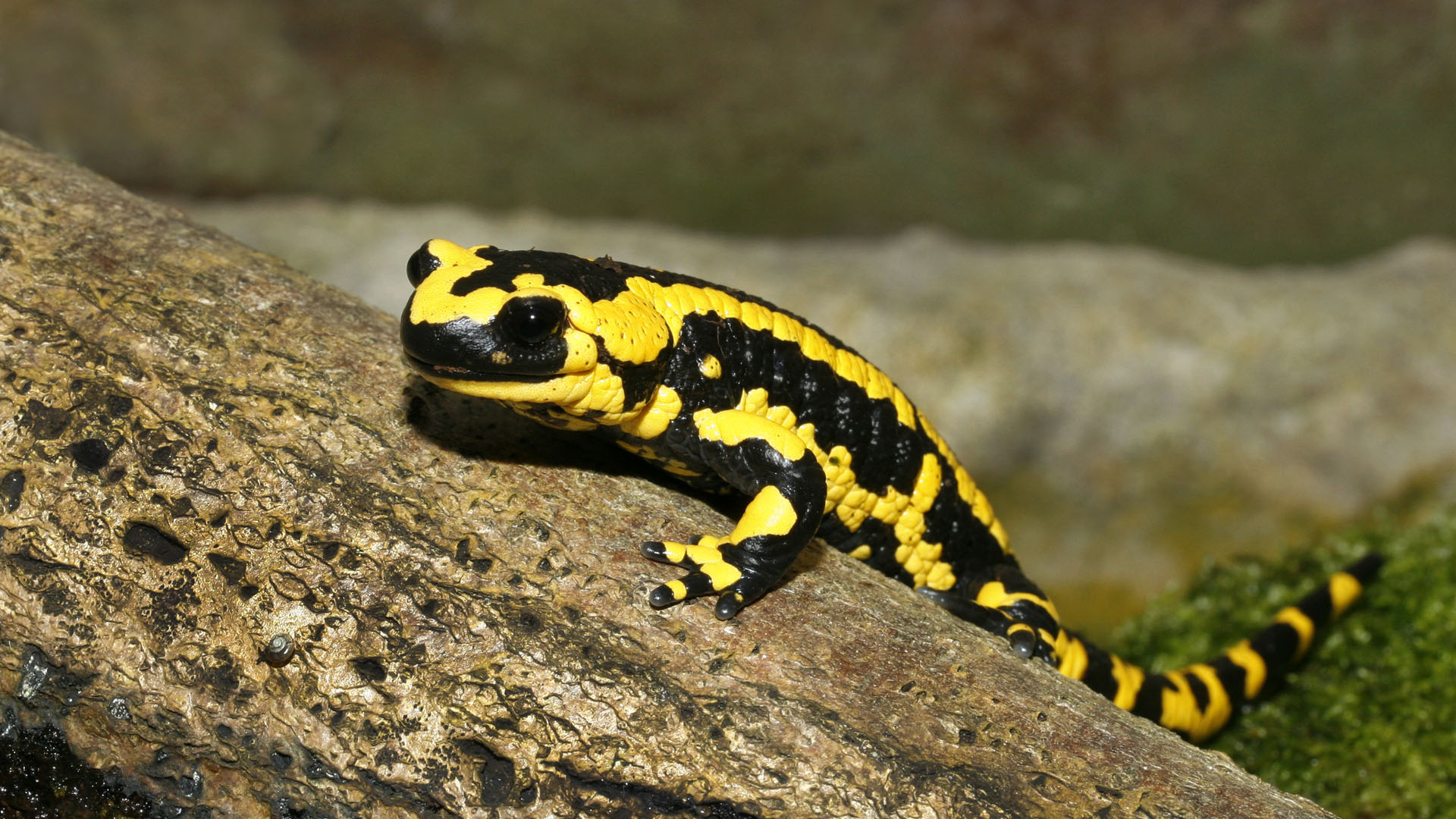 Elegant salamander wallpapers, Fascinating animal photographs, Nature's hidden gems, Wildlife wonders, 1920x1080 Full HD Desktop