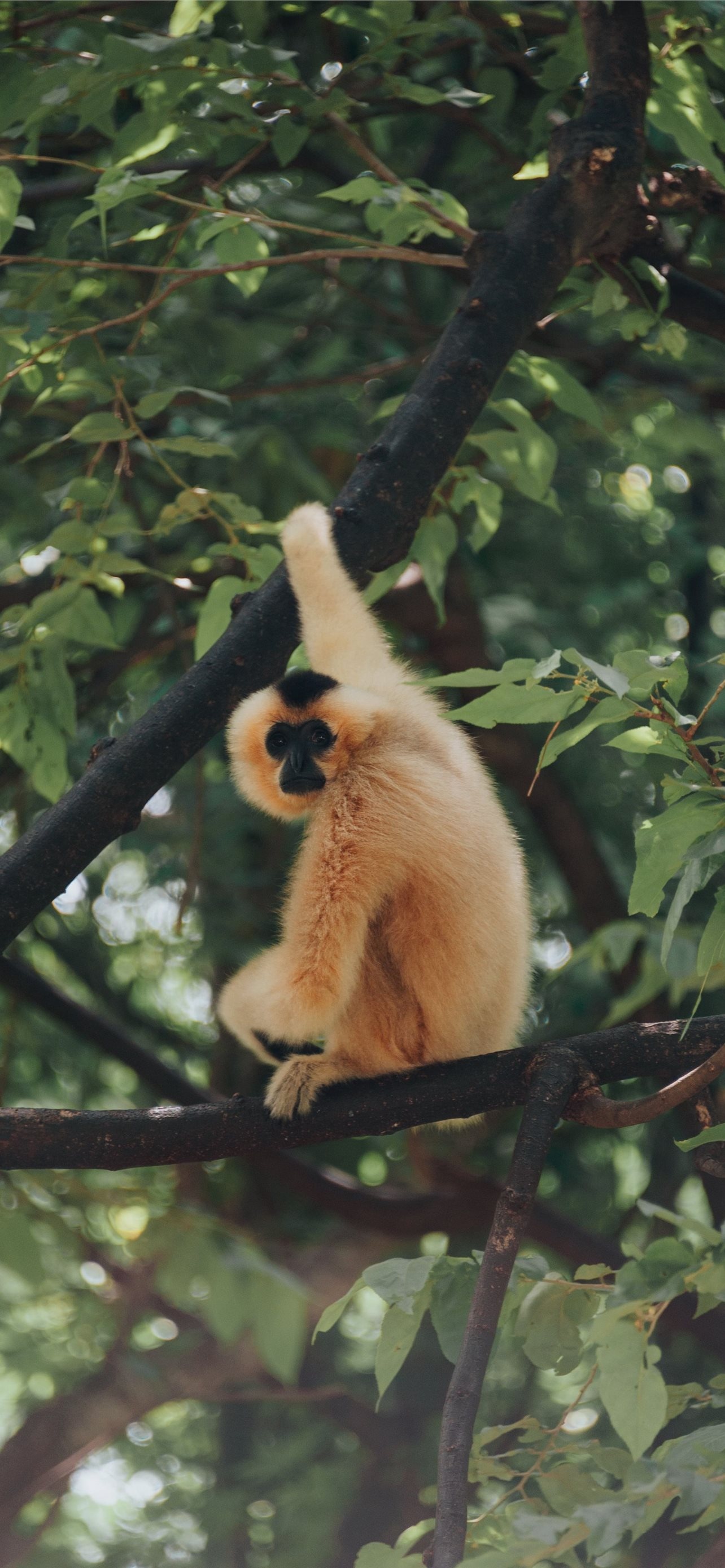 Gibbon iPhone HD wallpapers, Best gibbon iPhone, Gibbon, 1290x2780 HD Phone