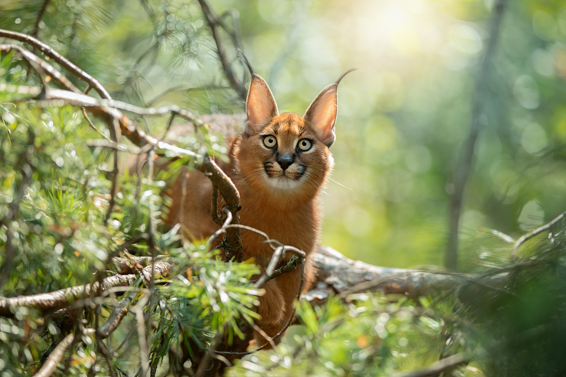 Caracal, Face, Light, Needles, 1920x1280 HD Desktop