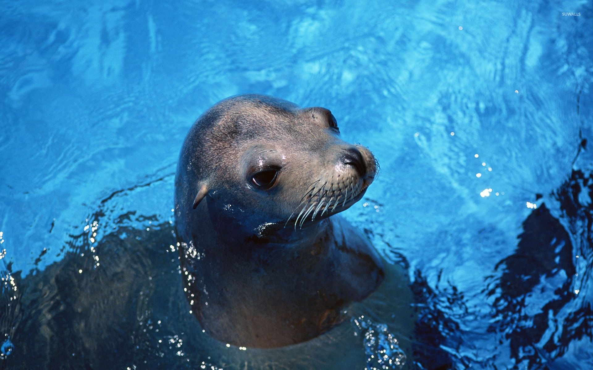 Sea lion majesty, Playful marine creatures, Coastal wonders, Seaside charm, 1920x1200 HD Desktop