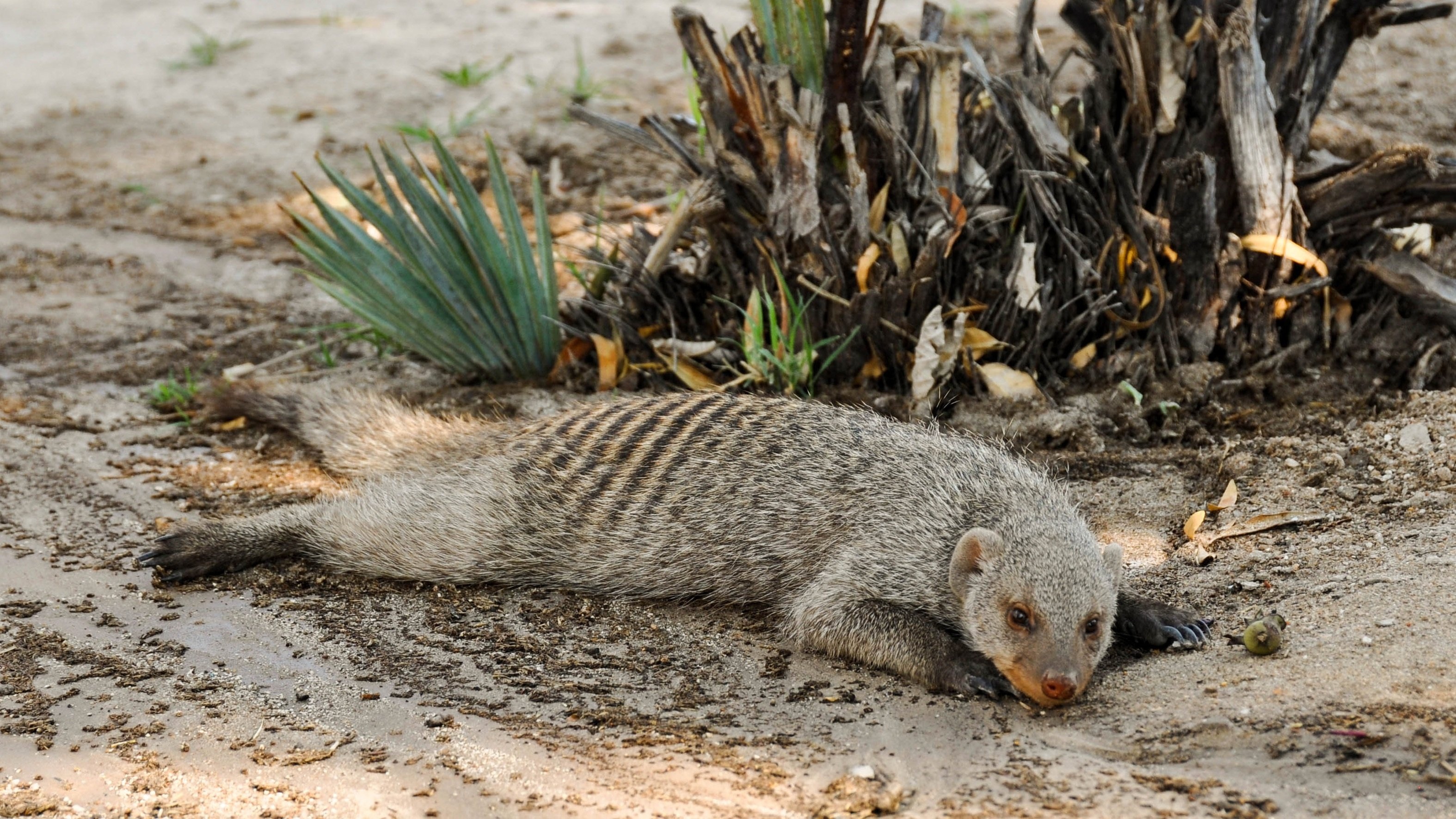 Mongoose wallpaper, Wildlife beauty, Captivating creature, Agile hunter, 3150x1780 HD Desktop