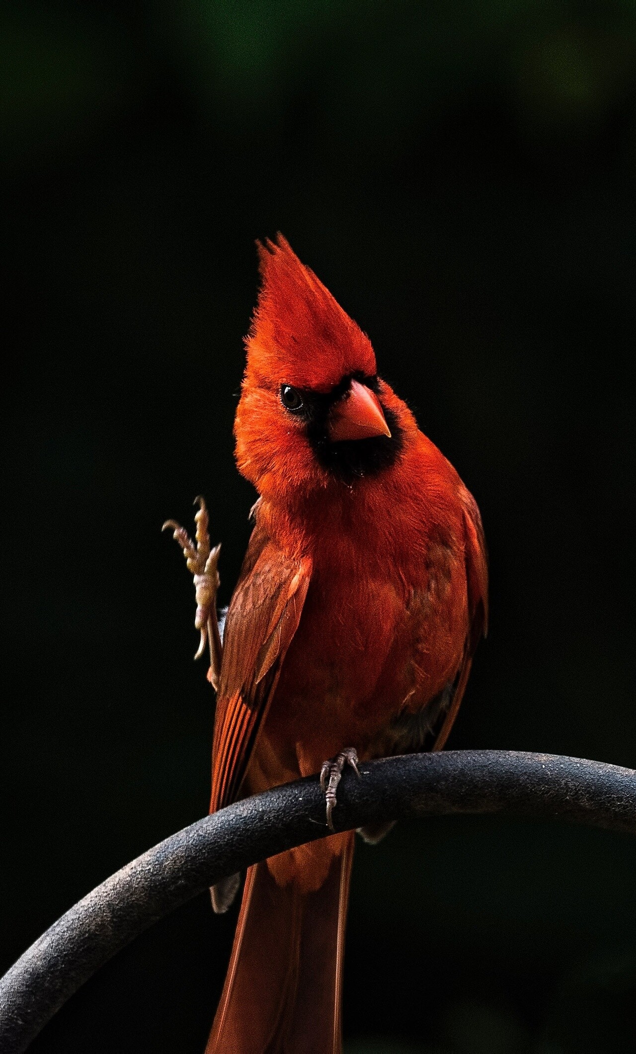 Red bird feathers, HD wallpapers, Vibrant hues, Nature's palette, 1280x2120 HD Phone