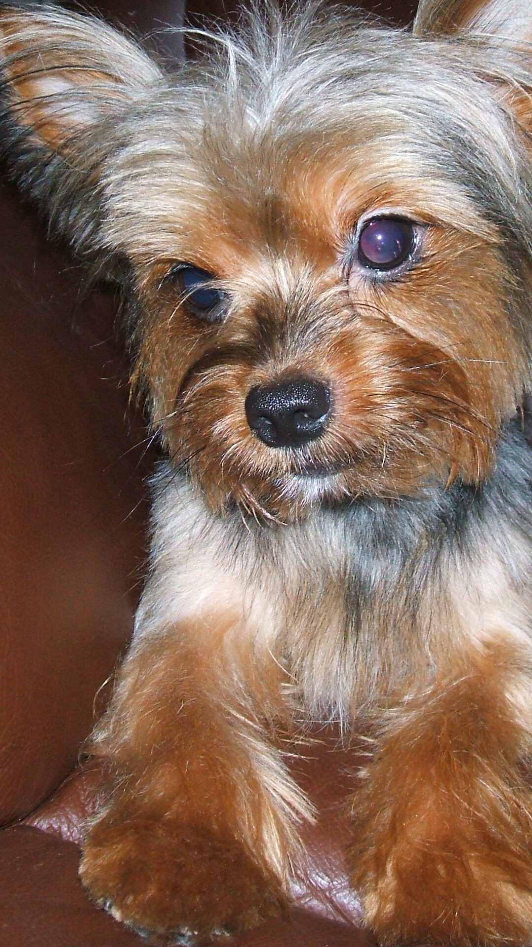 Yorkshire Terrier, Com9861gj4mkw jpg, 1080x1920 Full HD Phone