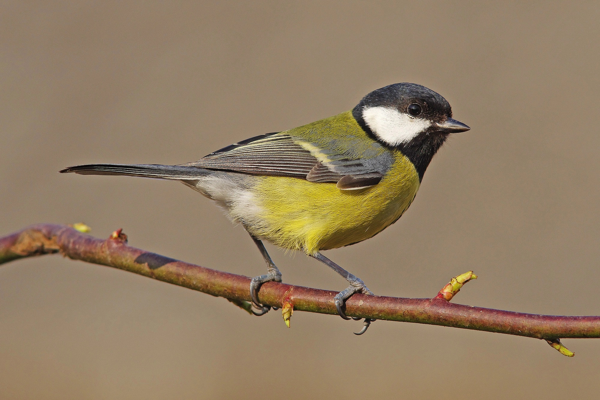 Great Tits, Climate Change Threat, Future Survival, Ecological Adaptation, 2000x1340 HD Desktop