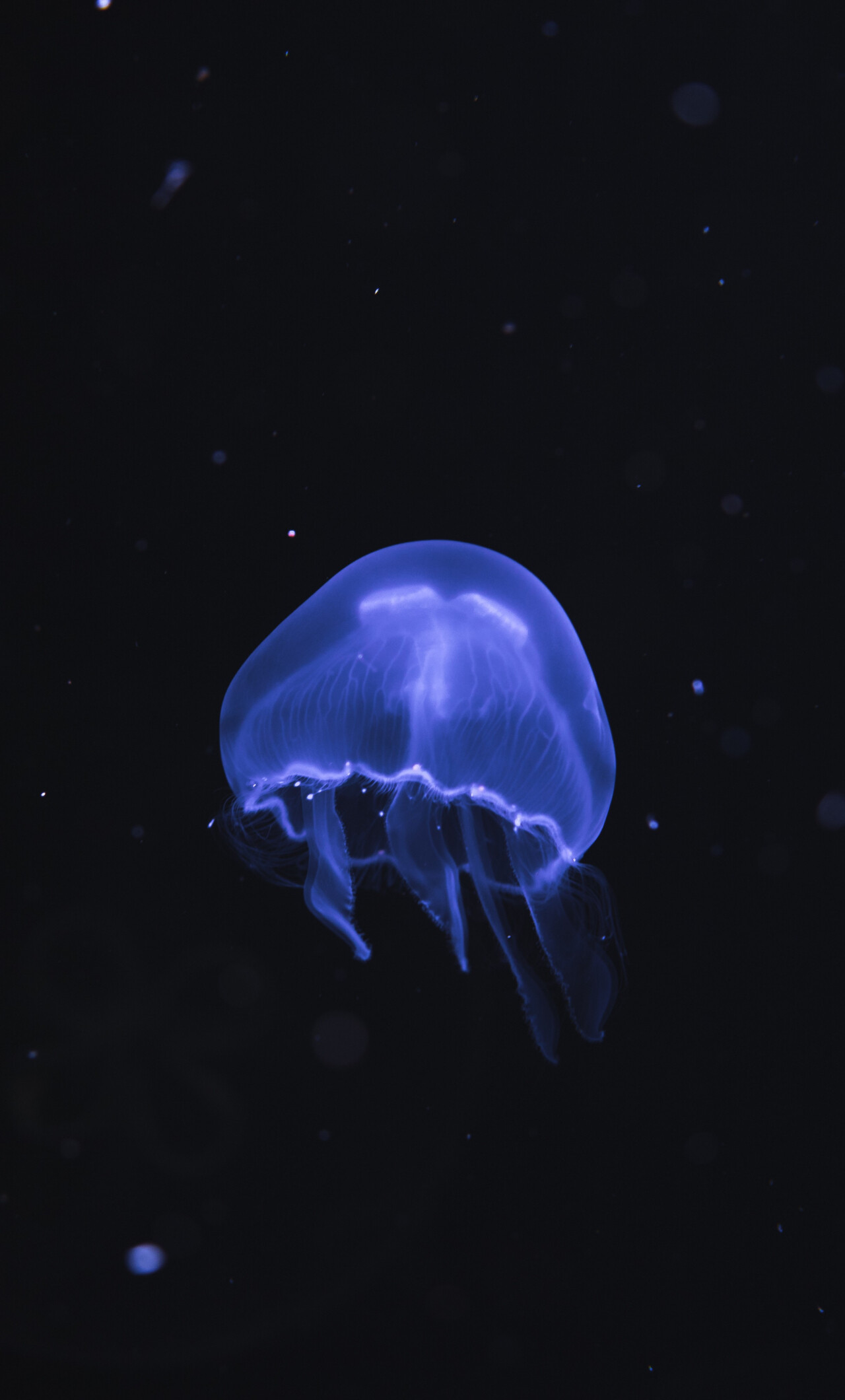 Blue jellyfish, Underwater wonder, Fish wallpaper, iPhone background, 1280x2120 HD Phone