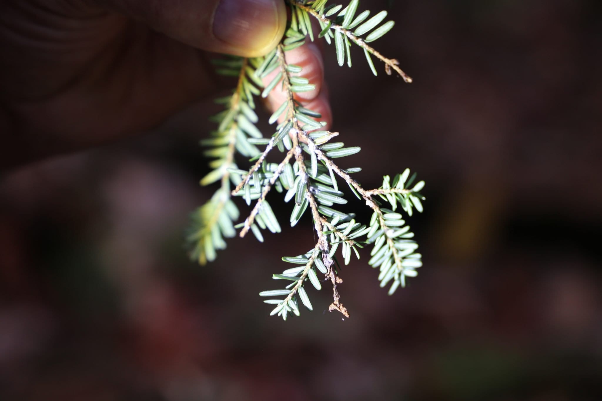 Predator beetles, Lake George conservation, Hemlock protection, Bug extermination, 2050x1370 HD Desktop