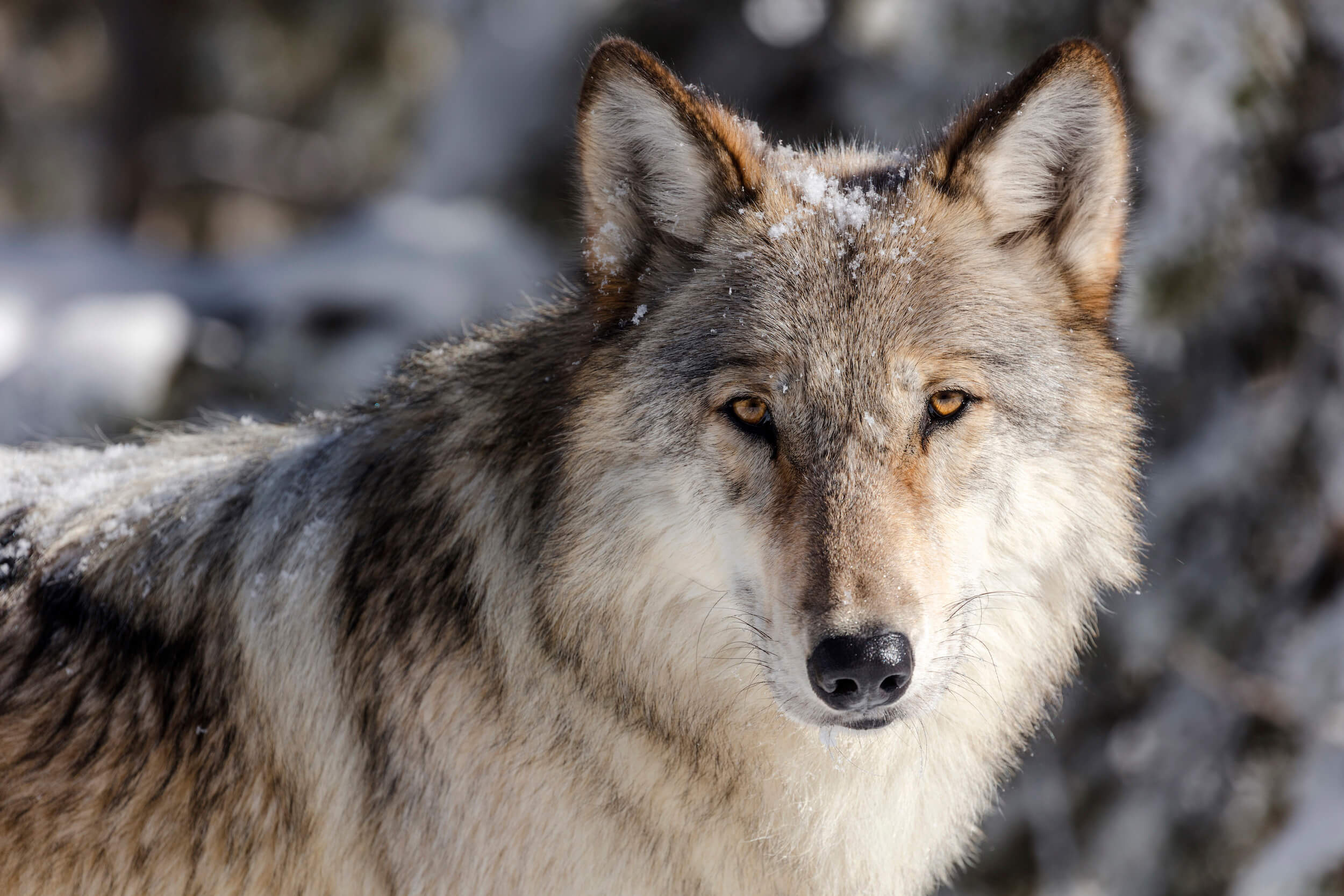 Gray Wolf, Endangered species act, Protections, Courthouse news service, 2500x1670 HD Desktop