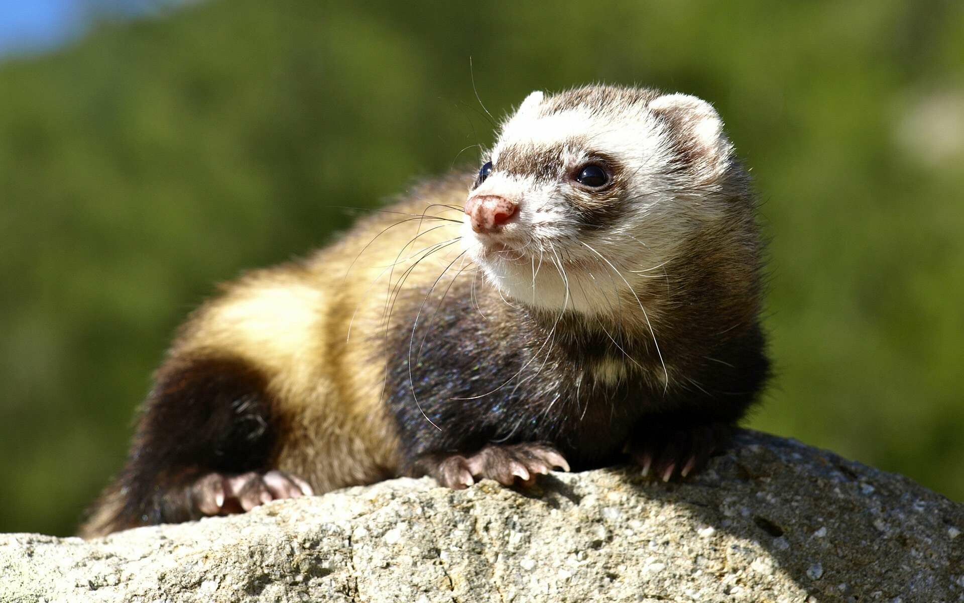 Ferret curiosity, Mischievous behavior, Intriguing gaze, Captivating pet, 1920x1200 HD Desktop