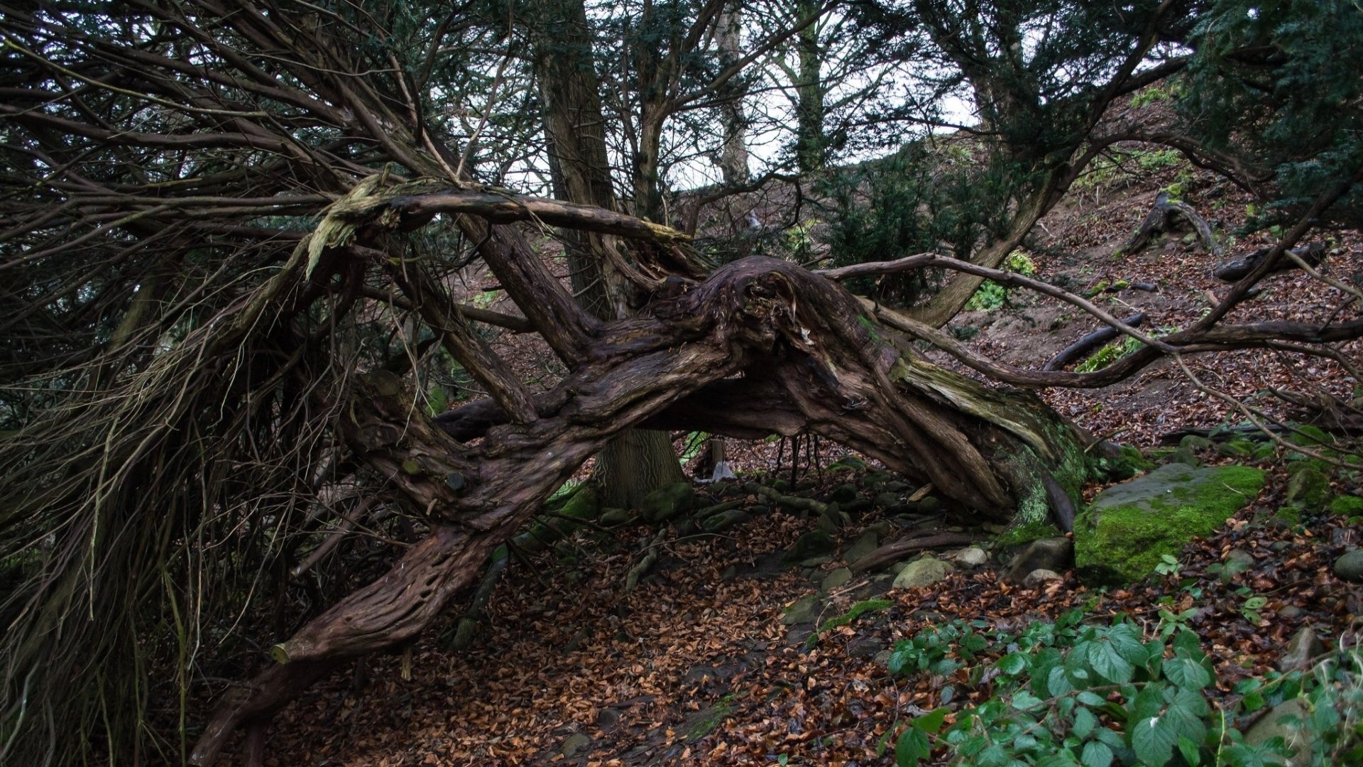 Twisted tree, Wallpaper, 1920x1080 Full HD Desktop