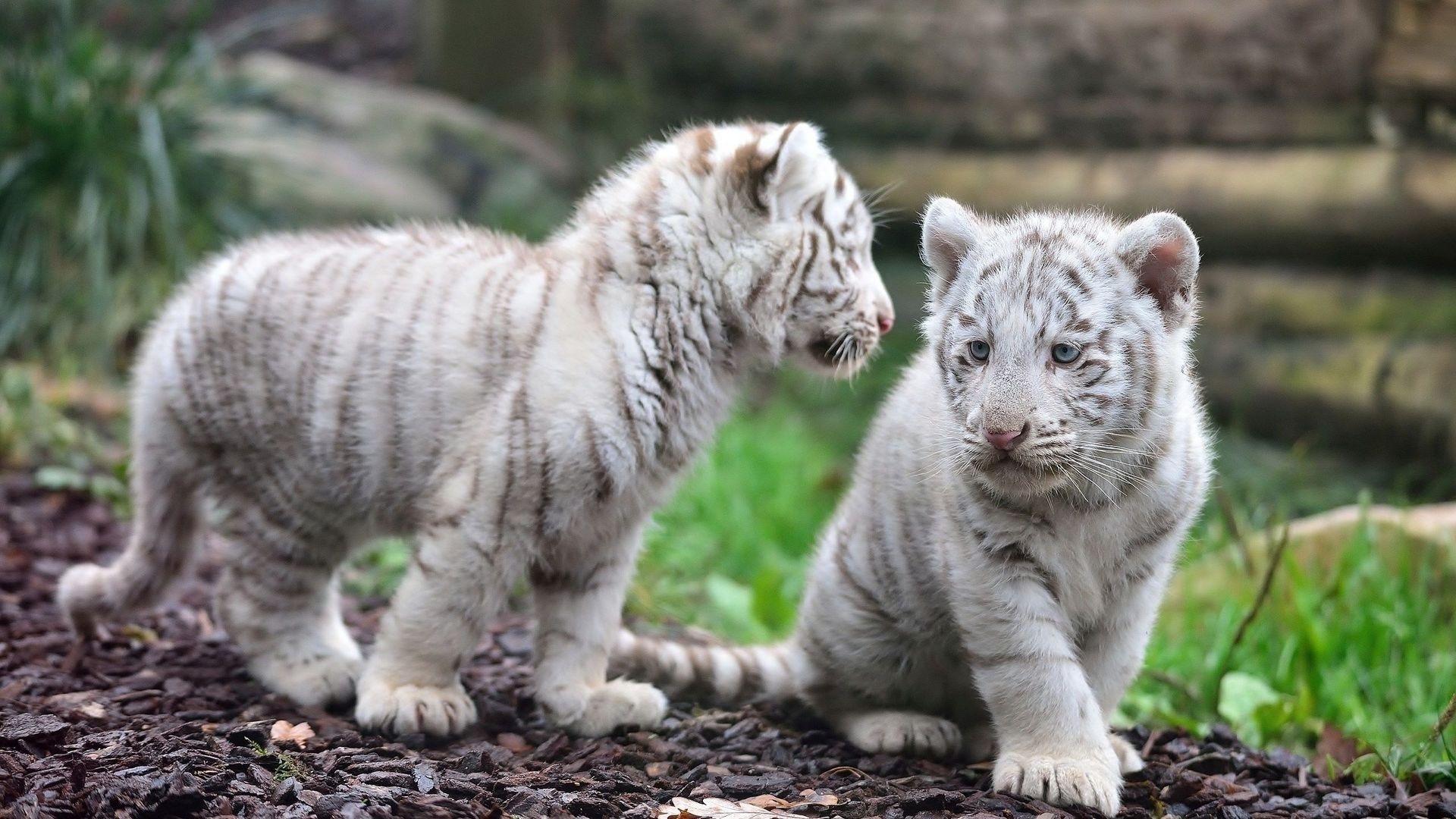 White tiger majesty, Snowy wilderness, Striking predator, Enchanting presence, 1920x1080 Full HD Desktop