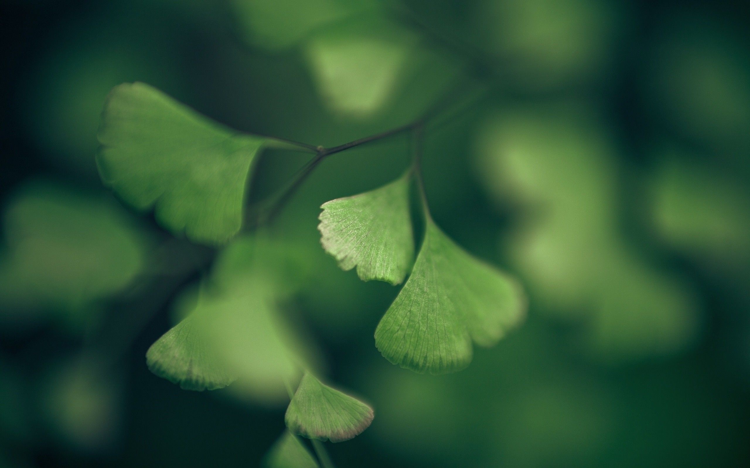 Ginkgo Biloba, Tranquil wallpapers, Vibrant leaves, Nature's artwork, 2560x1600 HD Desktop