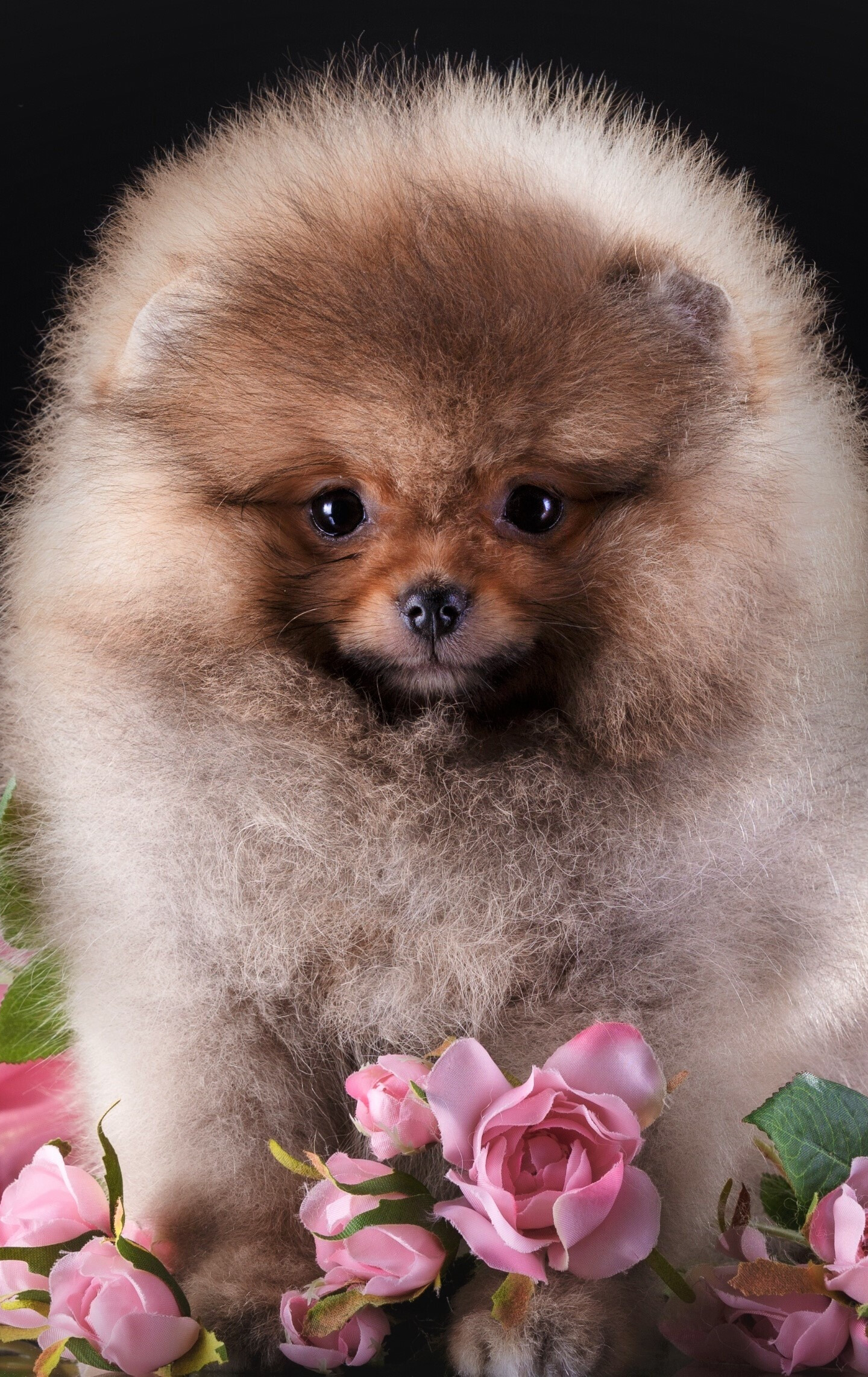 Fluffy, Pomeranians Wallpaper, 1440x2290 HD Phone