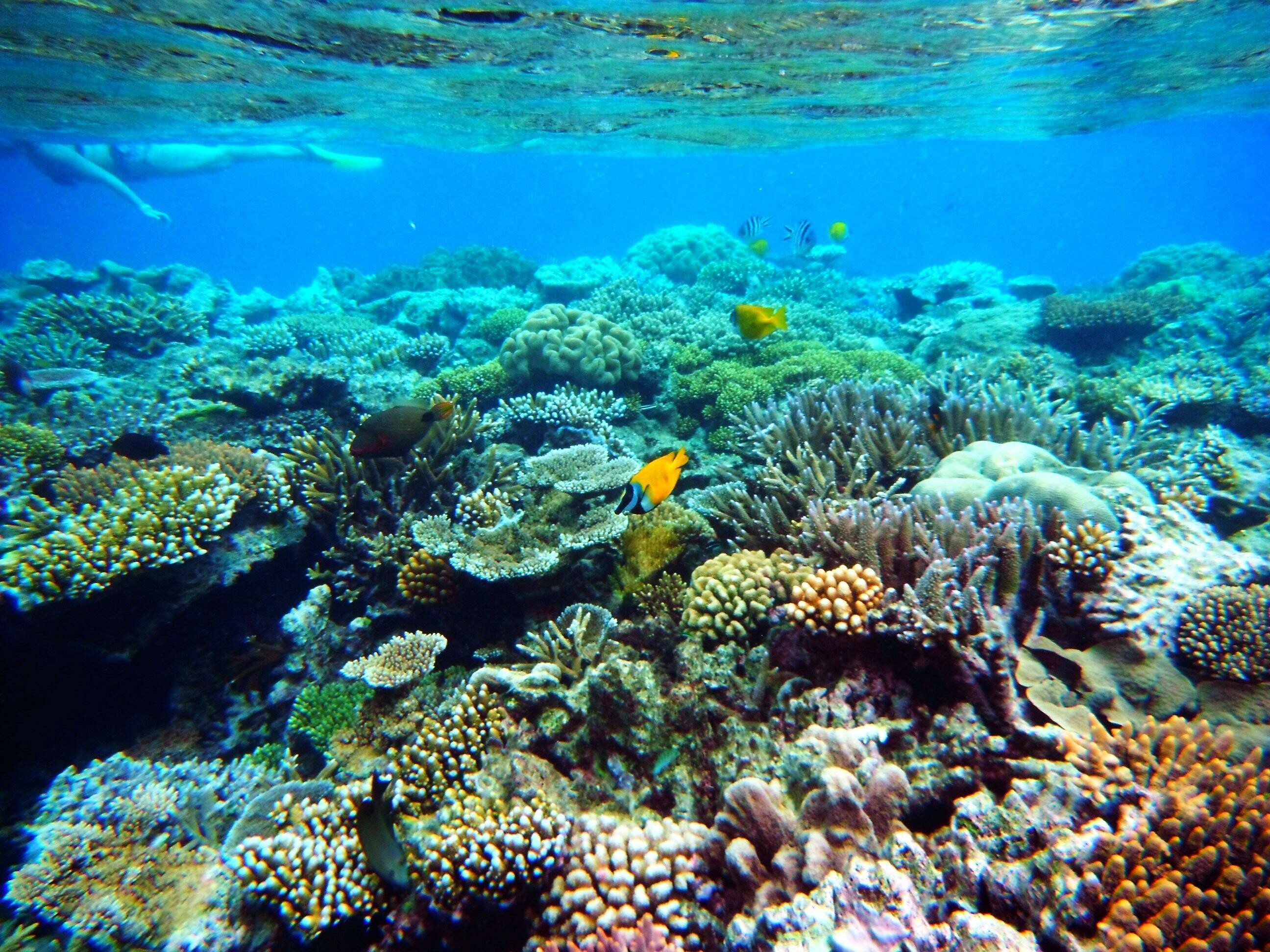 Great Barrier Reef wallpapers, Paradise under the sea, Diverse marine life, Vibrant coral ecosystems, 2600x1950 HD Desktop