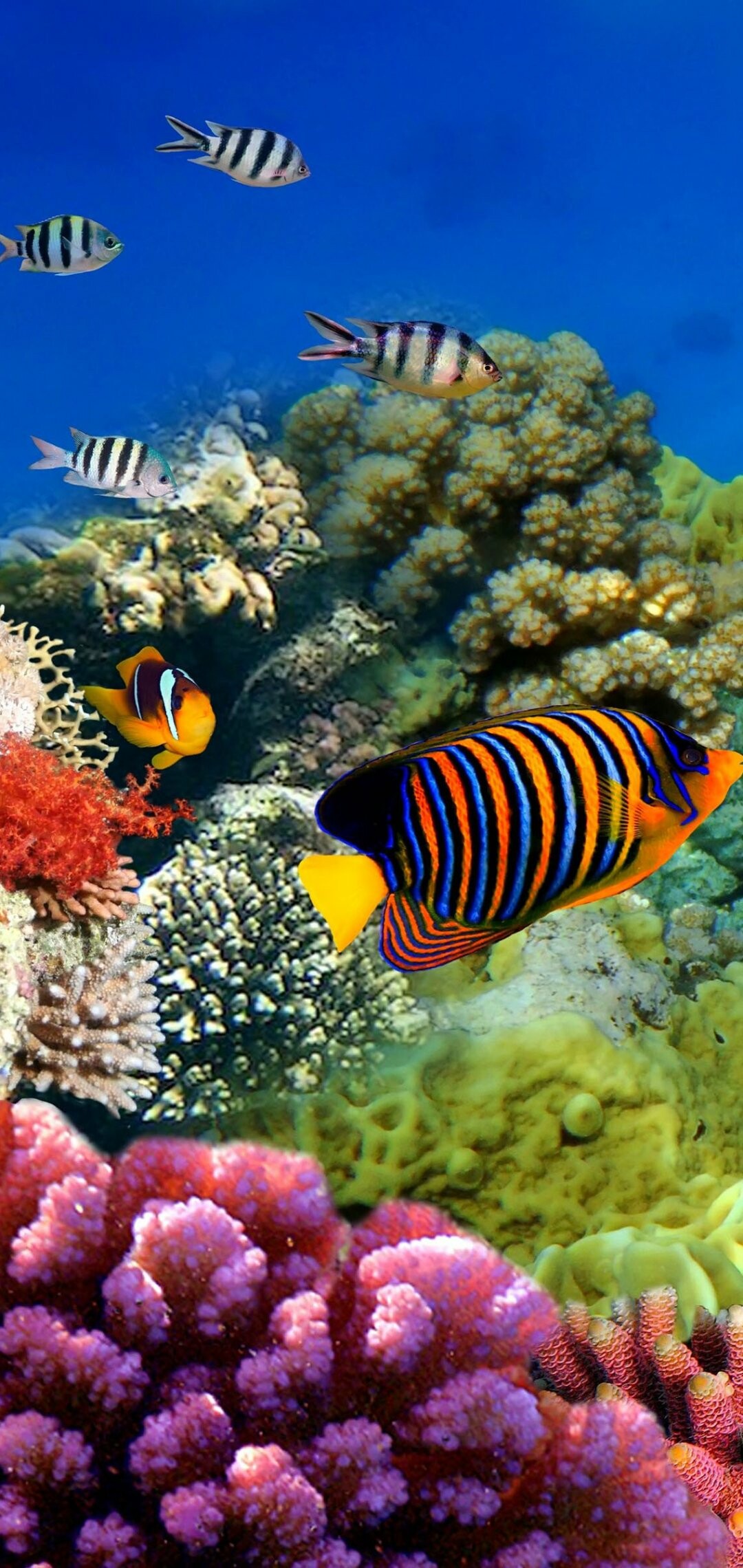 Great Barrier Reef, Diverse fauna, Underwater spectacle, Captivating fish, 1080x2280 HD Phone