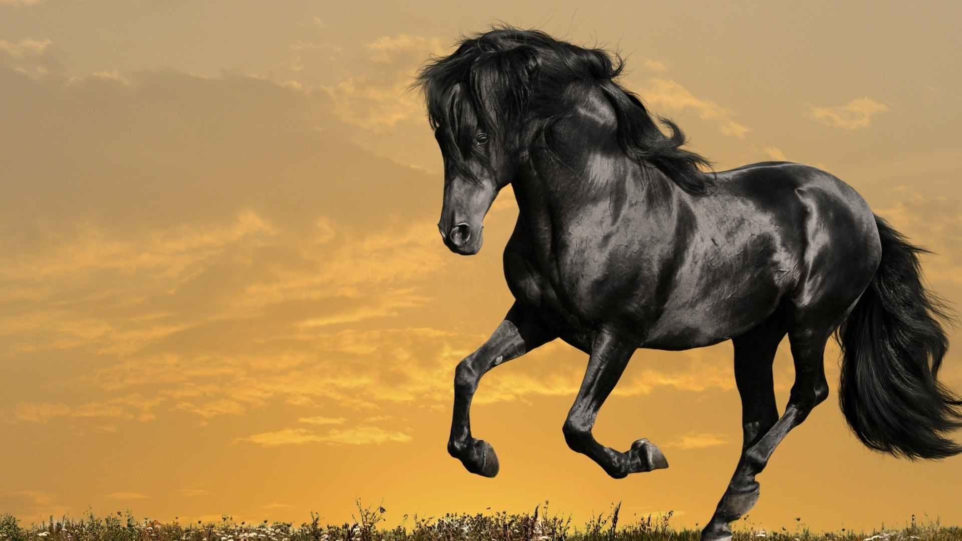 Black horse wallpaper, Powerful symbolism, Elegant visuals, Striking contrast, 1920x1080 Full HD Desktop