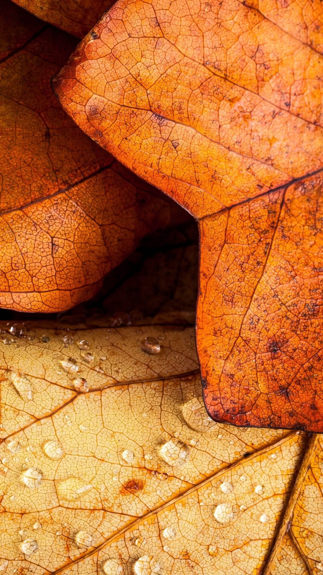 Leaf senescence, Autumn Wallpaper, 1080x1920 Full HD Phone