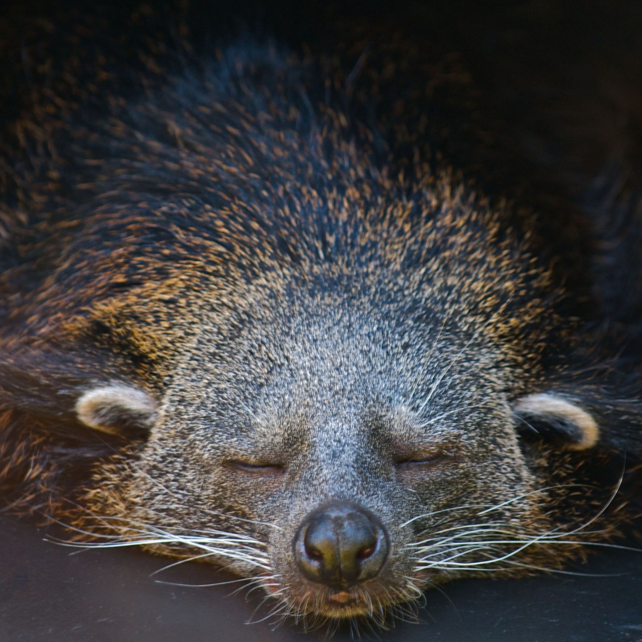 Sleeping, Binturong Wallpaper, 2050x2050 HD Phone