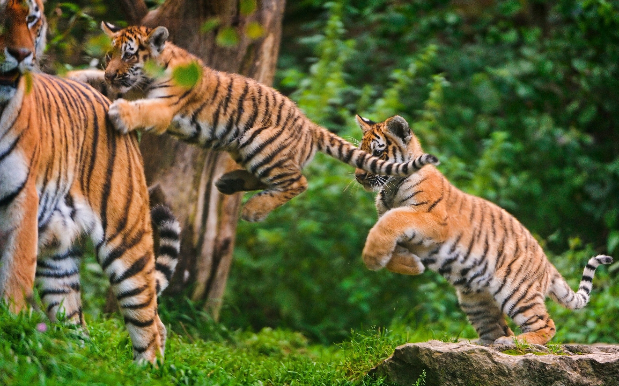 Jump, Tiger Cub Wallpaper, 2560x1600 HD Desktop