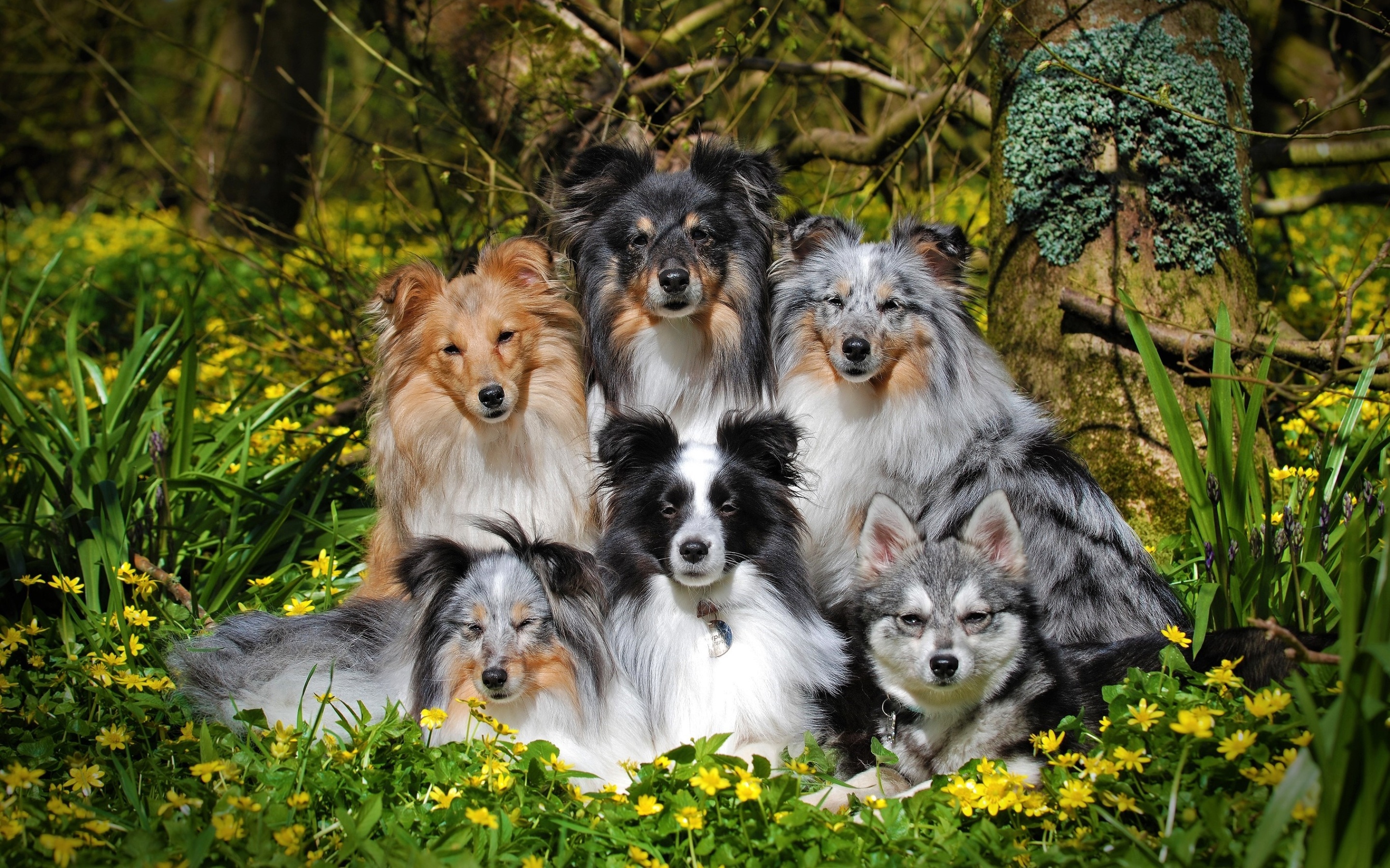 Shetland Sheepdogs, Pets Wallpaper, 2880x1800 HD Desktop