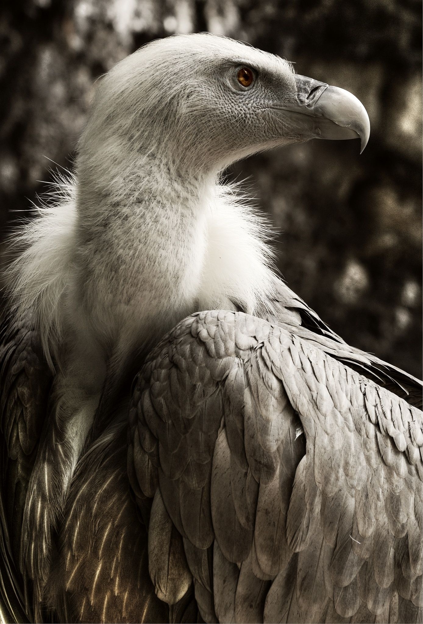 Charognard Vulture, Highest Flying Bird, Beautiful birds, 1390x2050 HD Phone