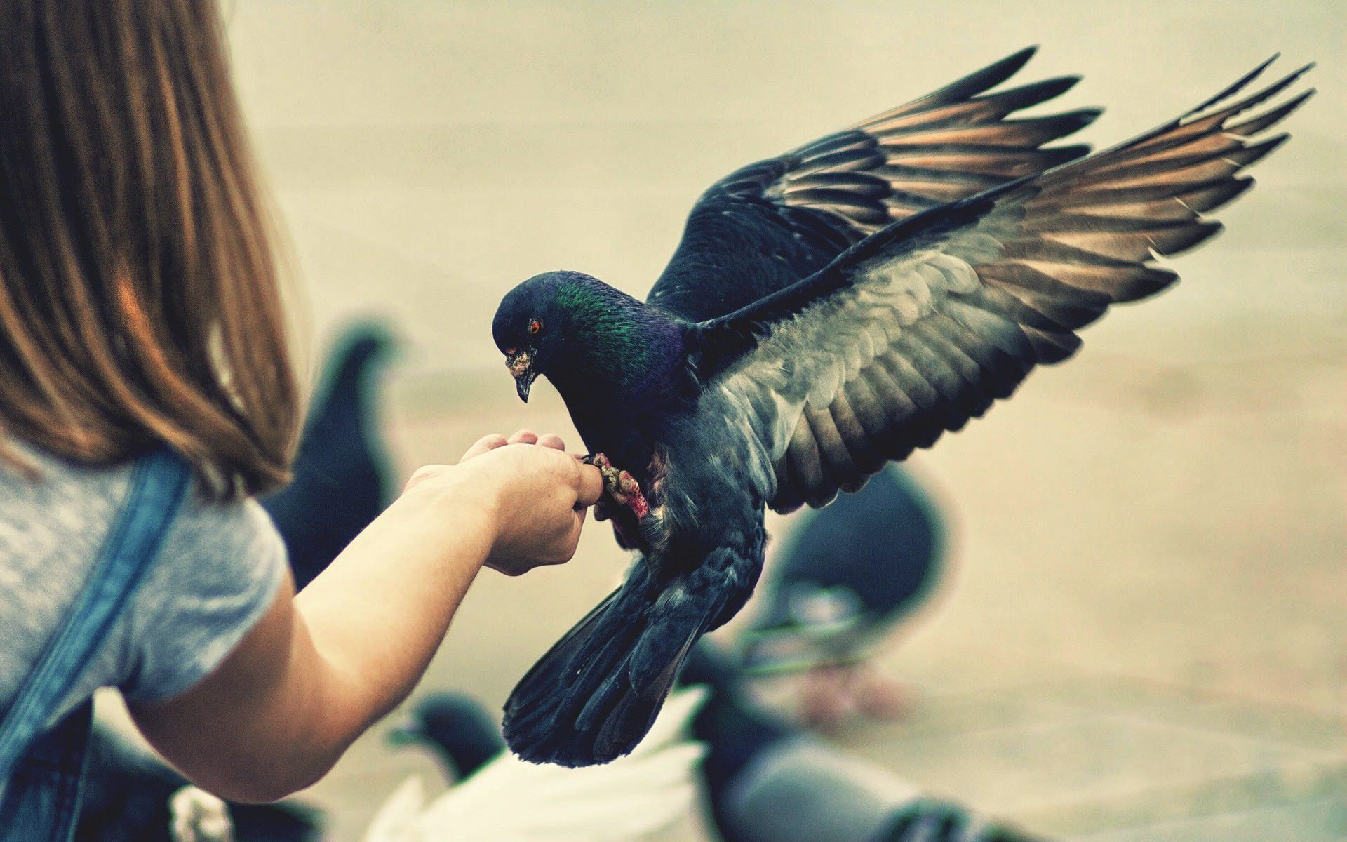 Girl and pigeon, Captivating bond, Wallpaper aesthetic, Urban connection, 1920x1200 HD Desktop