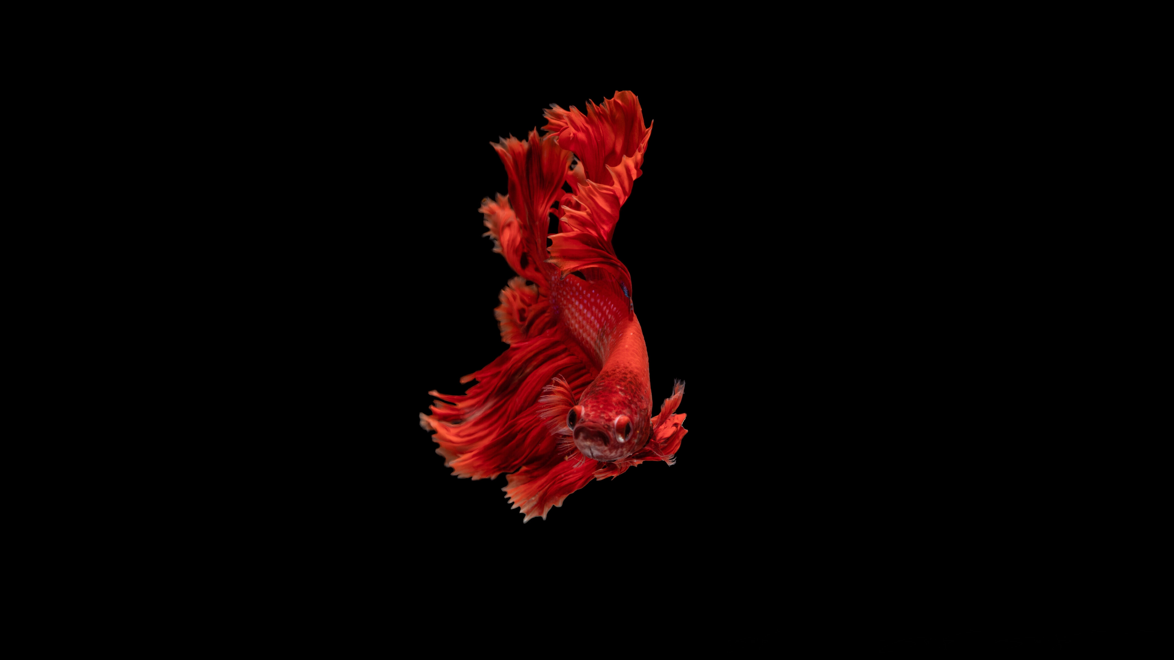 Betta, Fish Wallpaper, 3840x2160 4K Desktop