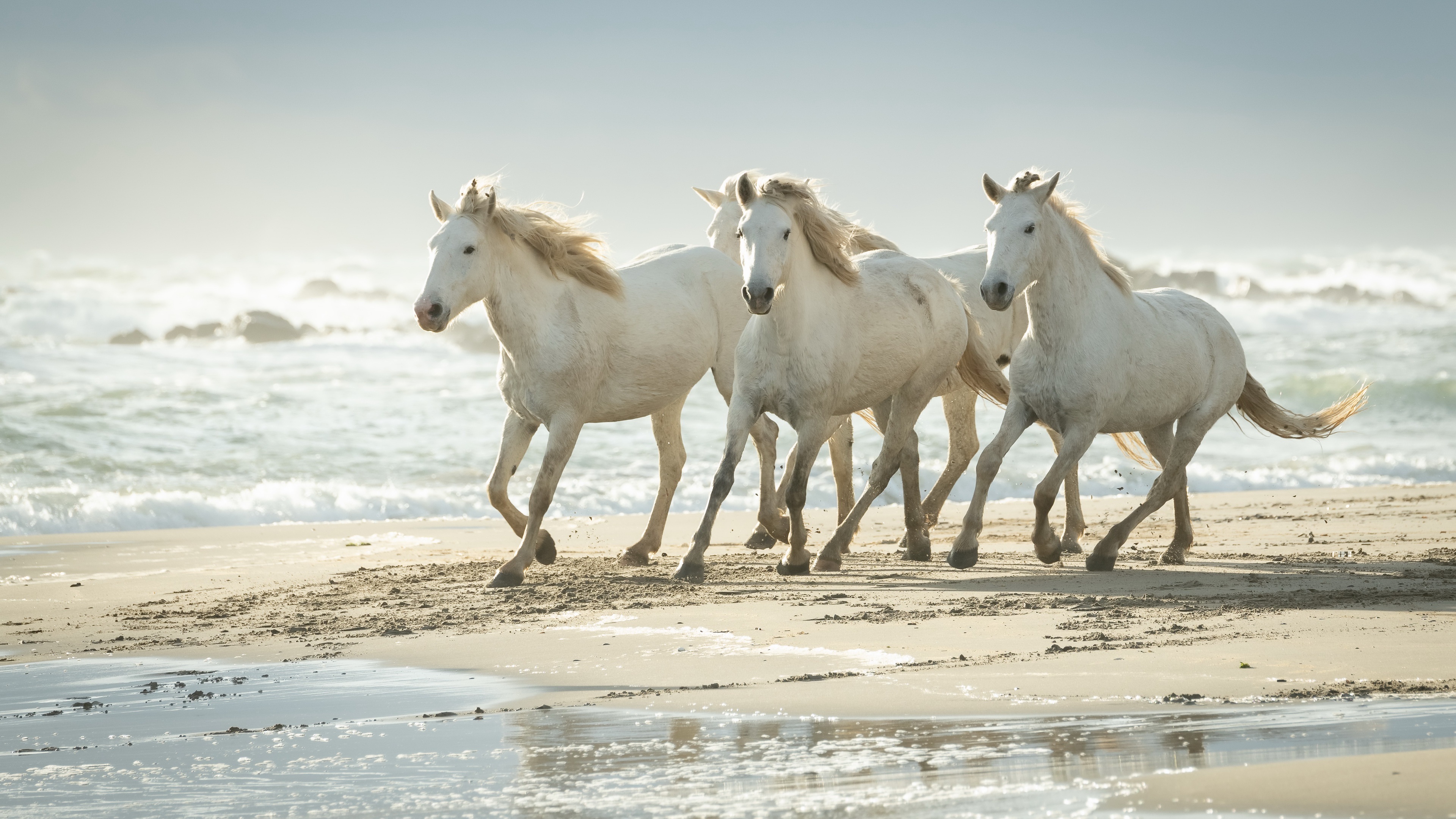 Camargue, Horses Wallpaper, 3840x2160 4K Desktop