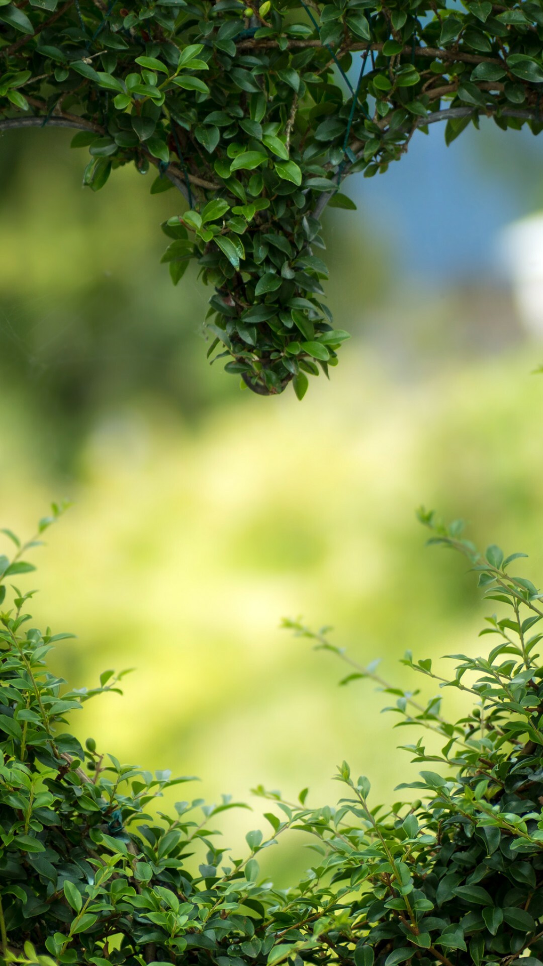 Green hearts leaves, Desktop mobiles, HD wallpaper, Love nature, 1080x1920 Full HD Phone