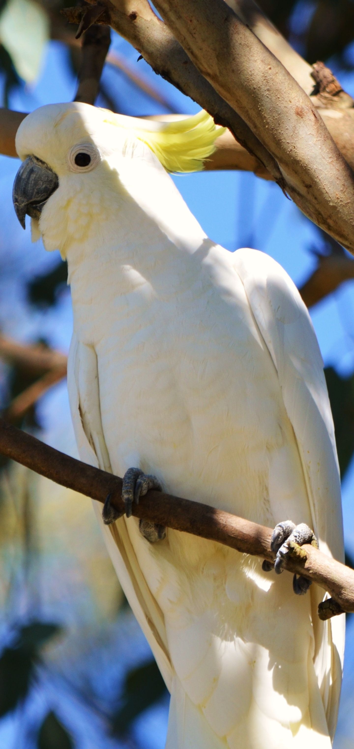 Cockatoo wallpapers, Top free background, Feathered friend, 1440x3040 HD Phone