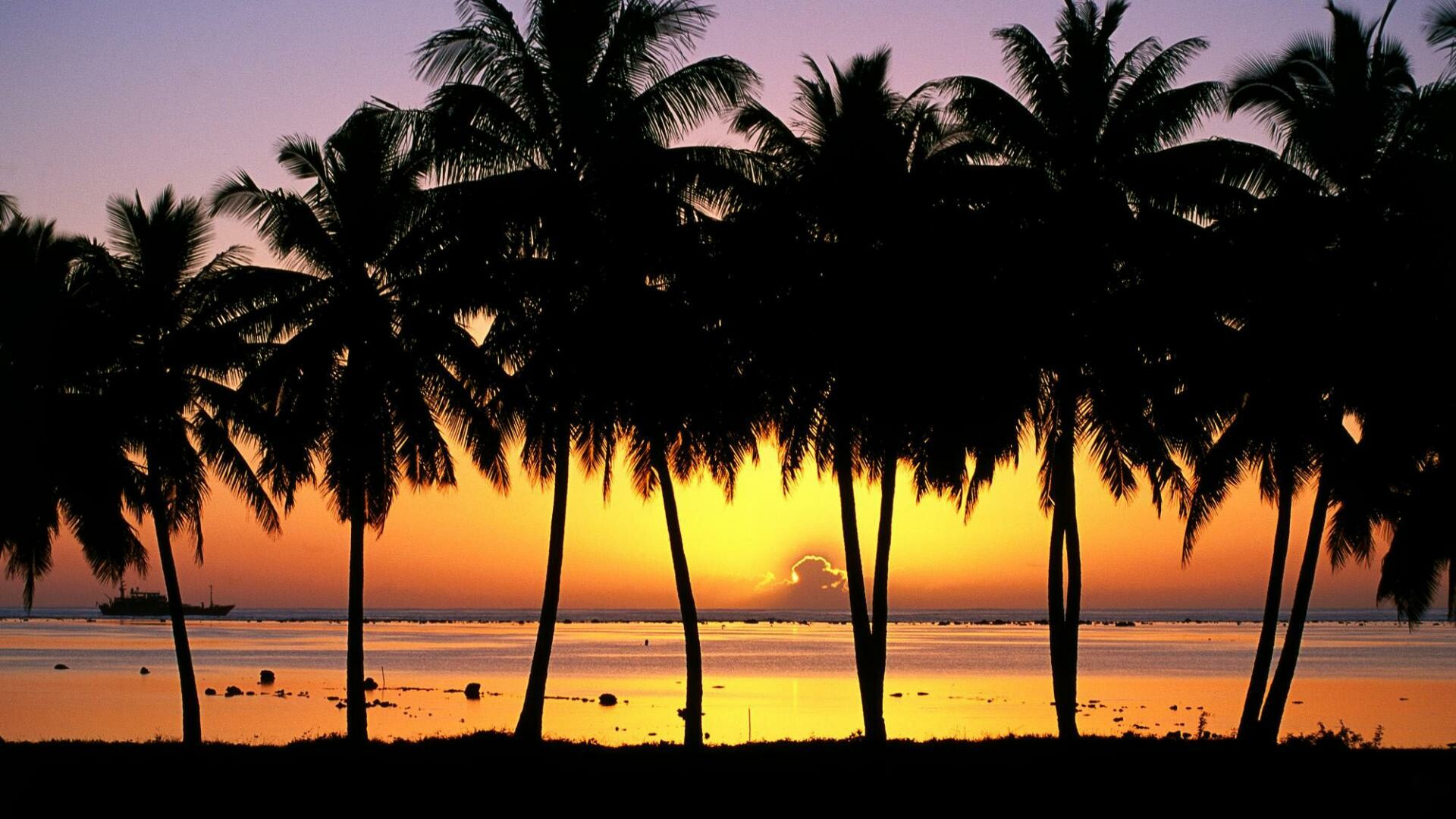 Palm trees, Backgrounds, Pixelstalknet, 1920x1080 Full HD Desktop