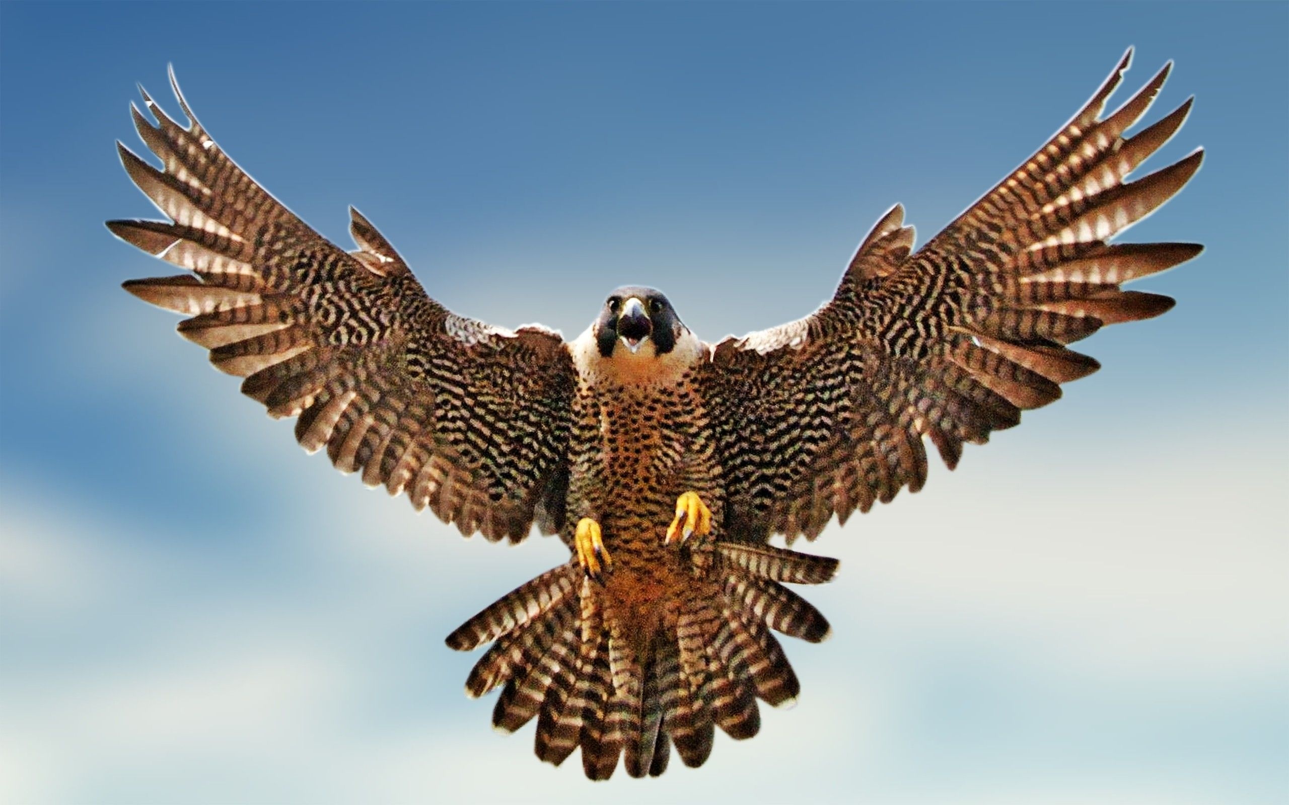 Falcon flight, Desktop beauty, Bird wallpaper, 2560x1600 HD Desktop