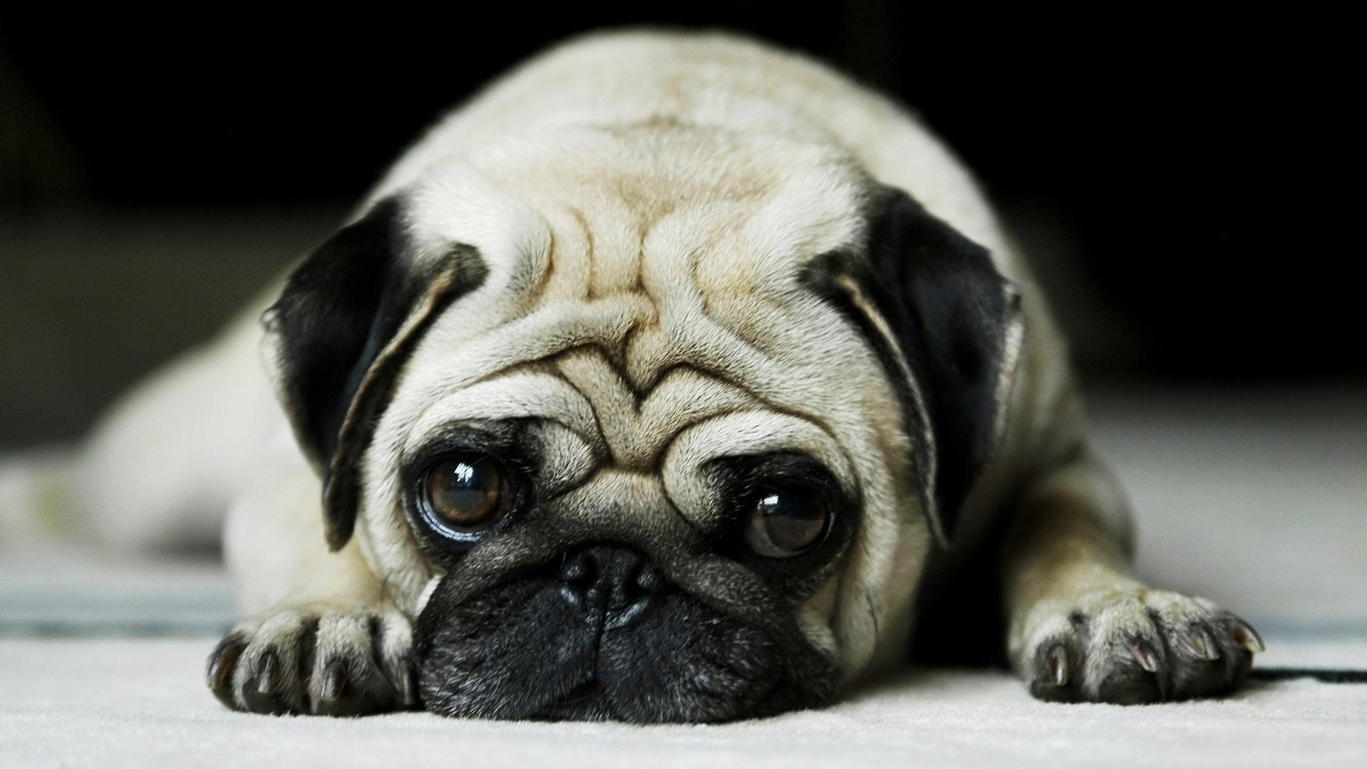 Pug, Cute Dogs Wallpaper, 1920x1080 Full HD Desktop