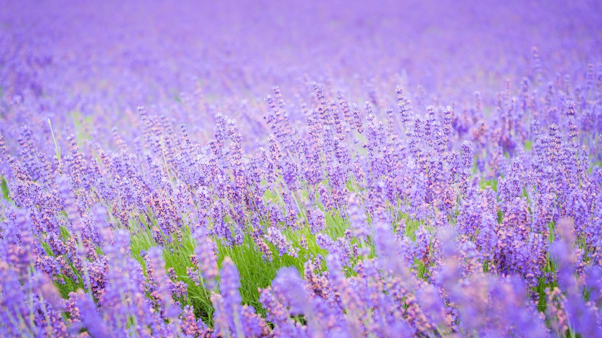 Purple flower field, Lavender beauty, 1920x1080 Full HD Desktop