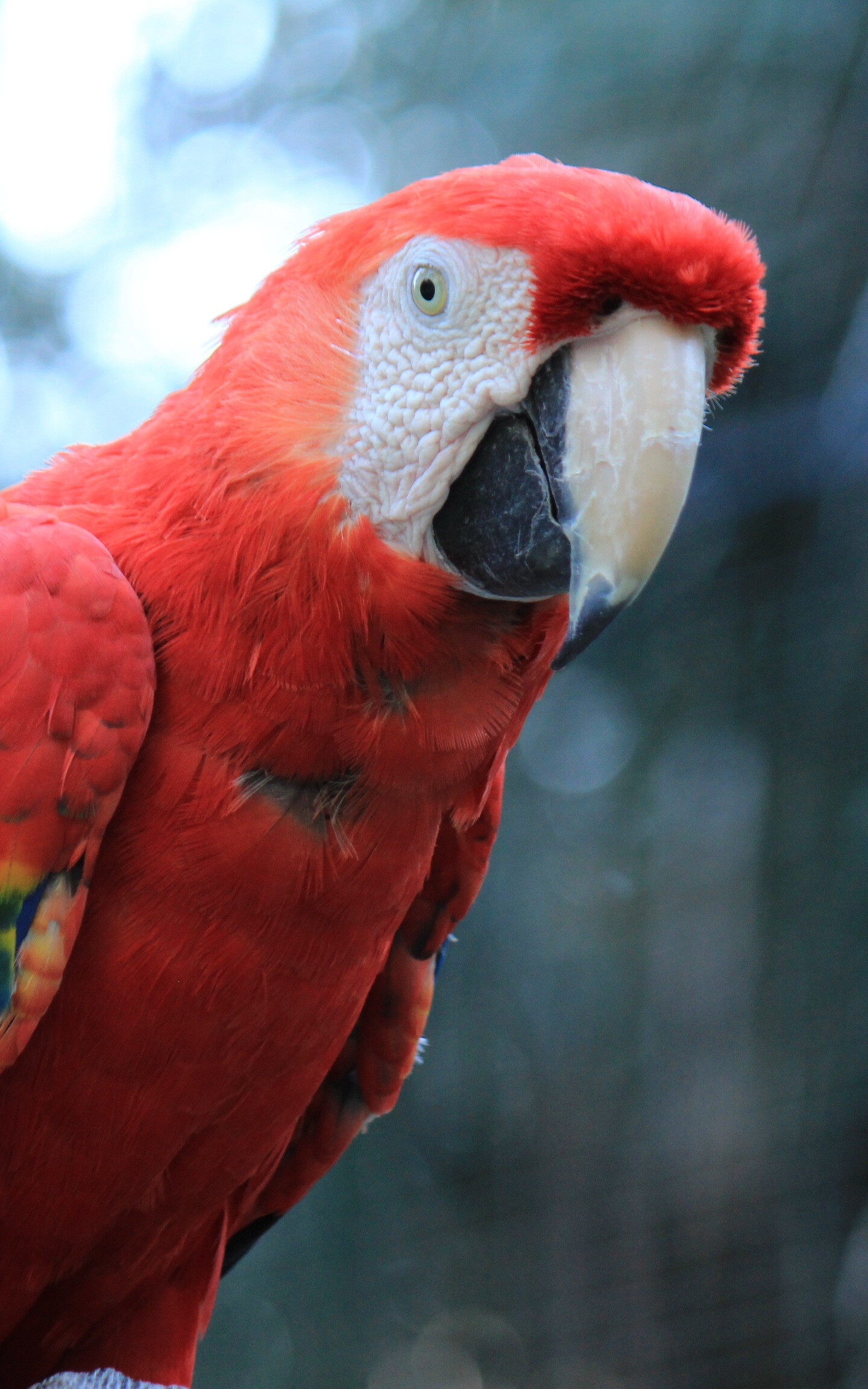 Scarlet macaw, Birds Wallpaper, 1440x2310 HD Phone