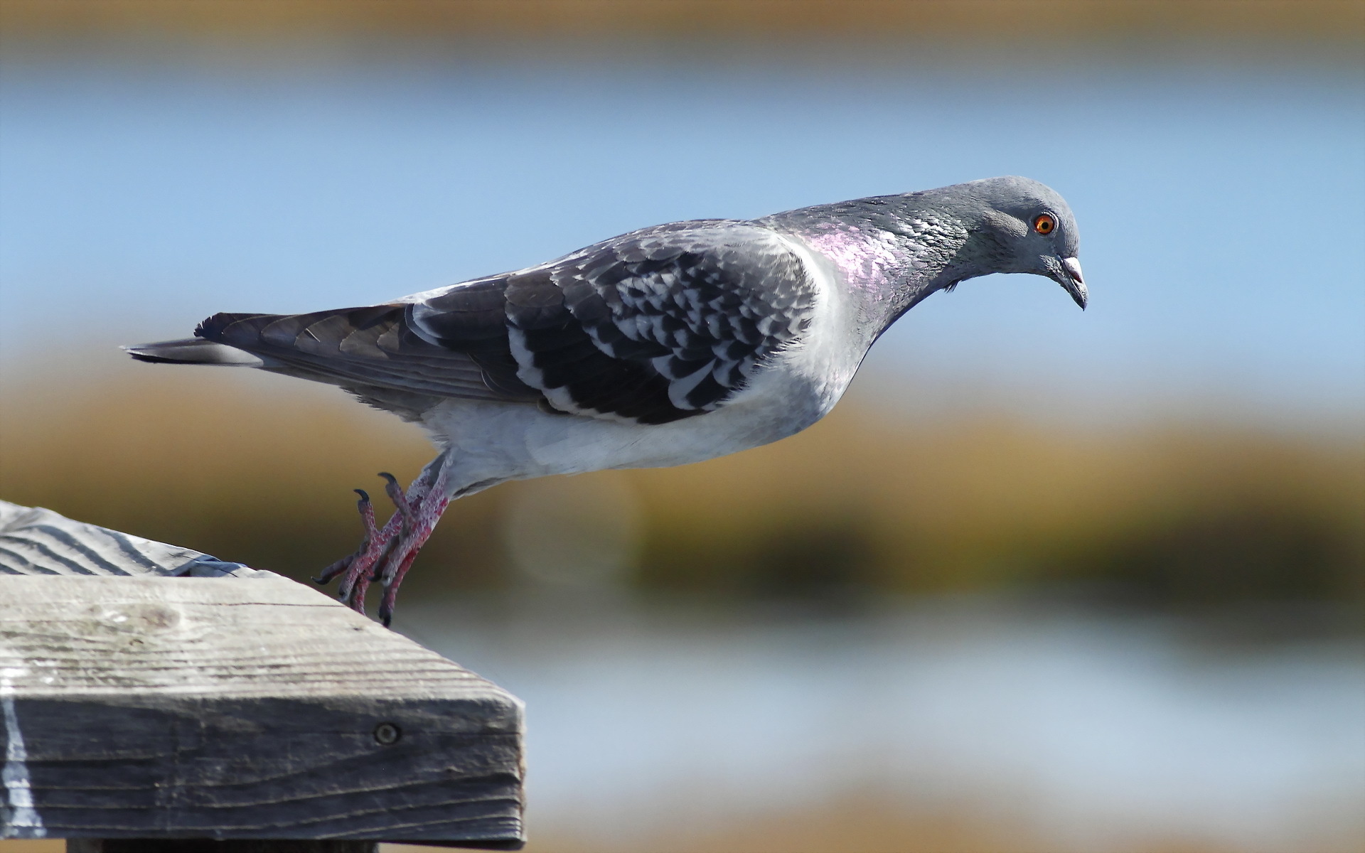 Pigeon, Majestic feathers, Graceful flight, Urban birds, 1920x1200 HD Desktop