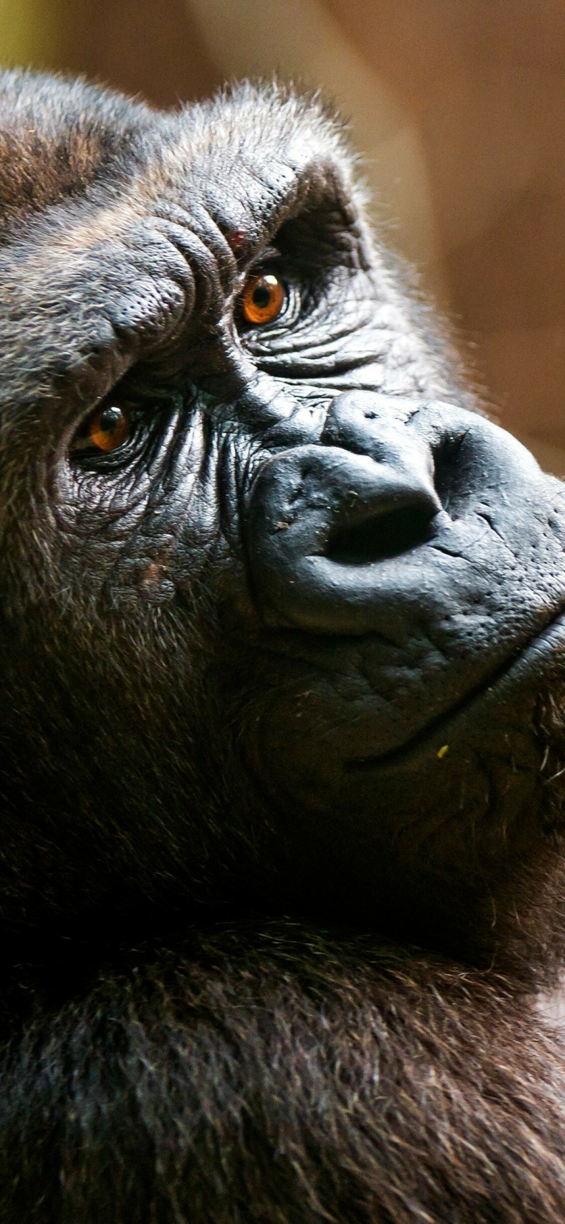 Ape close-up, Face portrait, Wallpaper for iPhone, R. I. P Harambe, 1130x2440 HD Phone