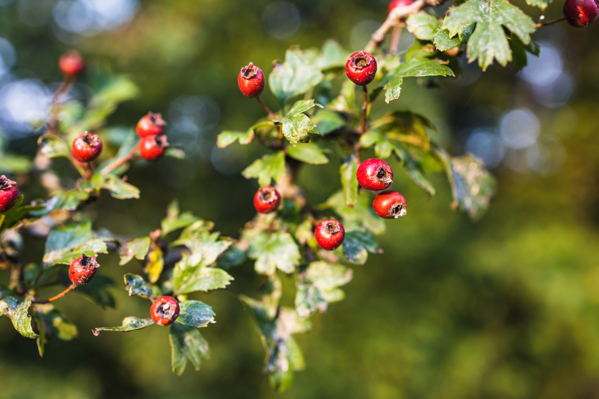 Hawthorn Tree, Hawthorn tree branch, Motosha free stock, Nature, 1920x1280 HD Desktop