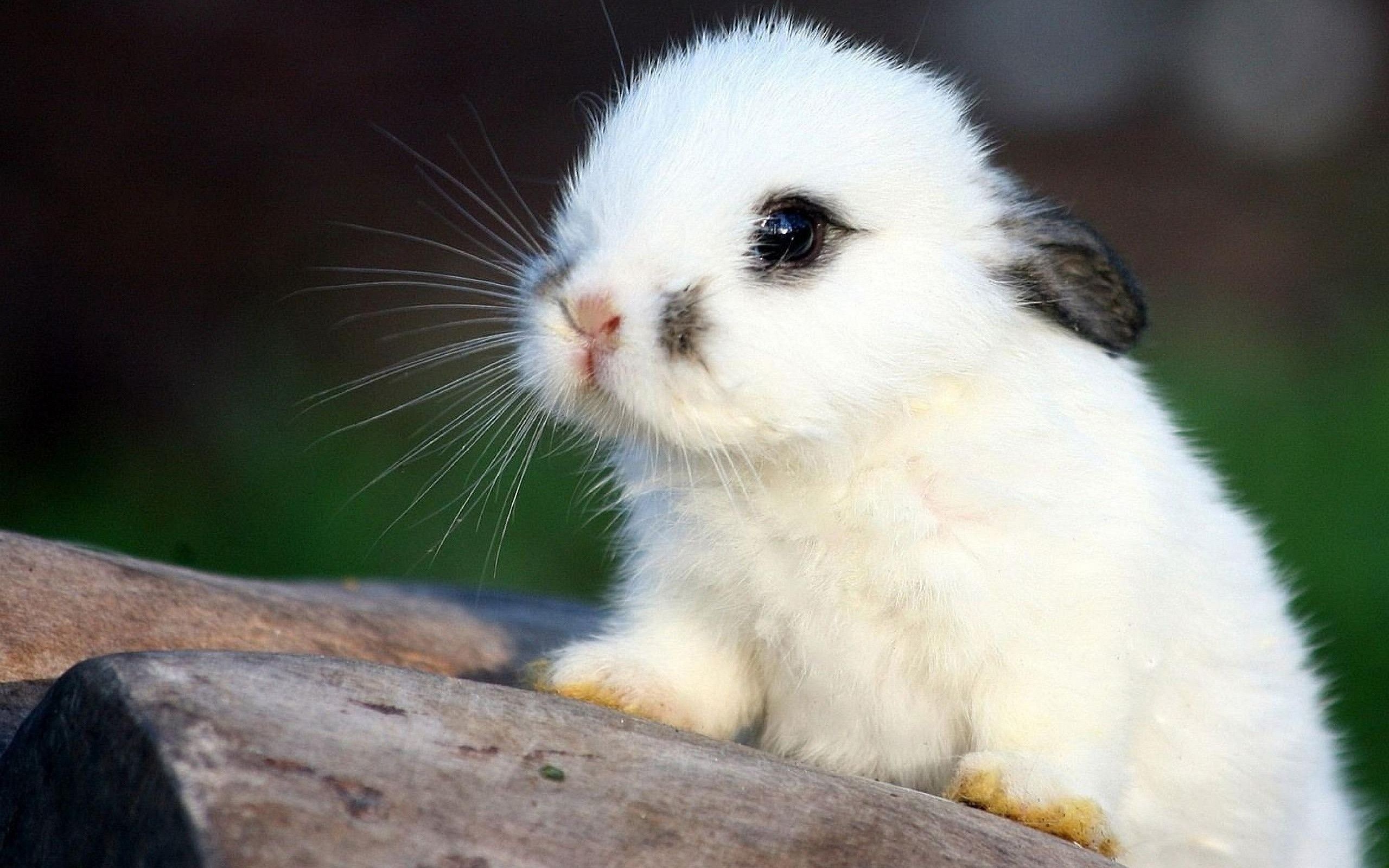 Bunny desktop, Bunny beauty, Background delight, Free wallpapers, 2560x1600 HD Desktop