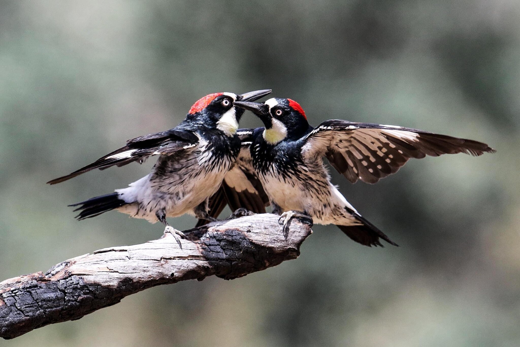 The acorn, Woodpecker Wallpaper, 2050x1370 HD Desktop