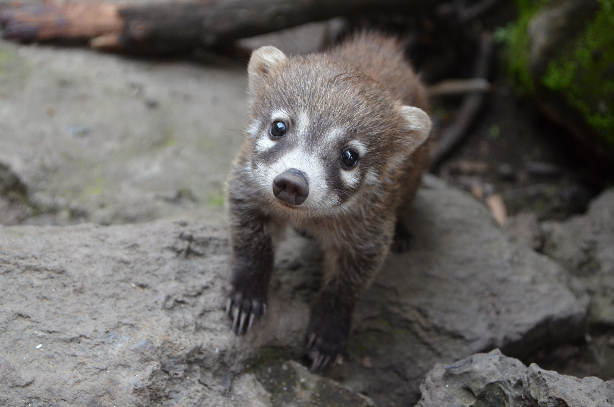 Coati, Animal hq, Coati pictures, 2019, 2050x1360 HD Desktop